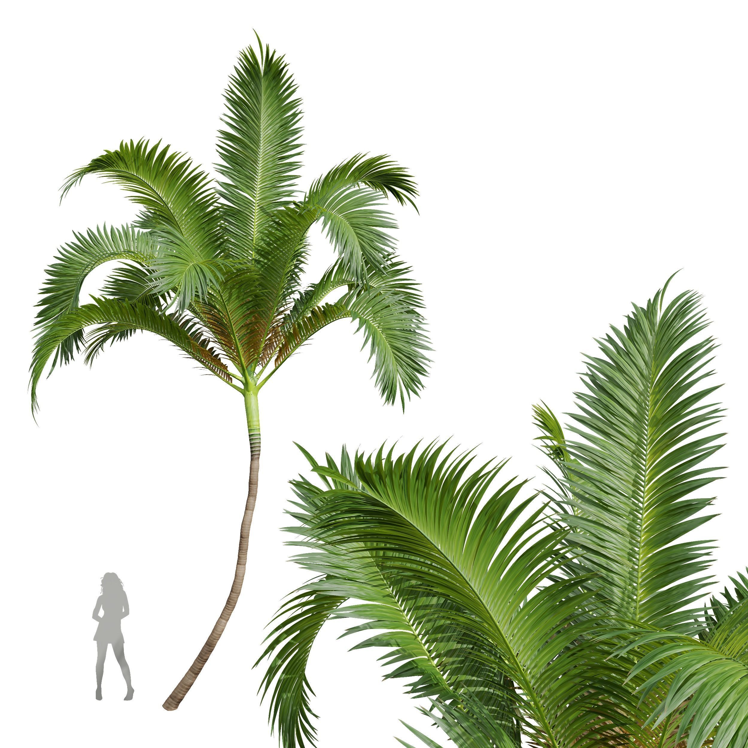 New Plant Areca Catechu 3D model_1
