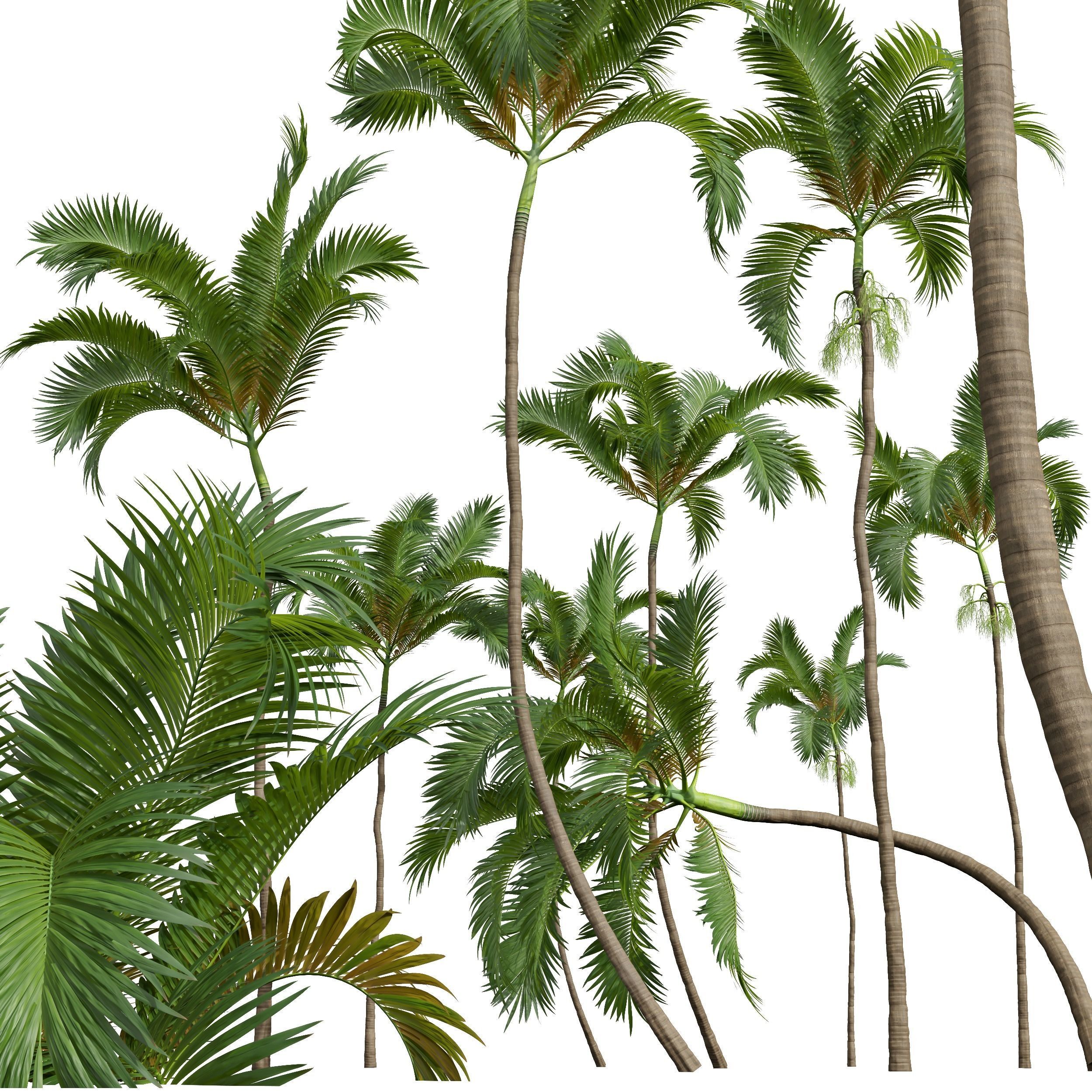New Plant Areca Catechu 3D model_3