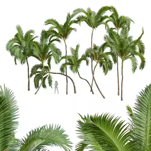 New Plant Areca Catechu 3D model