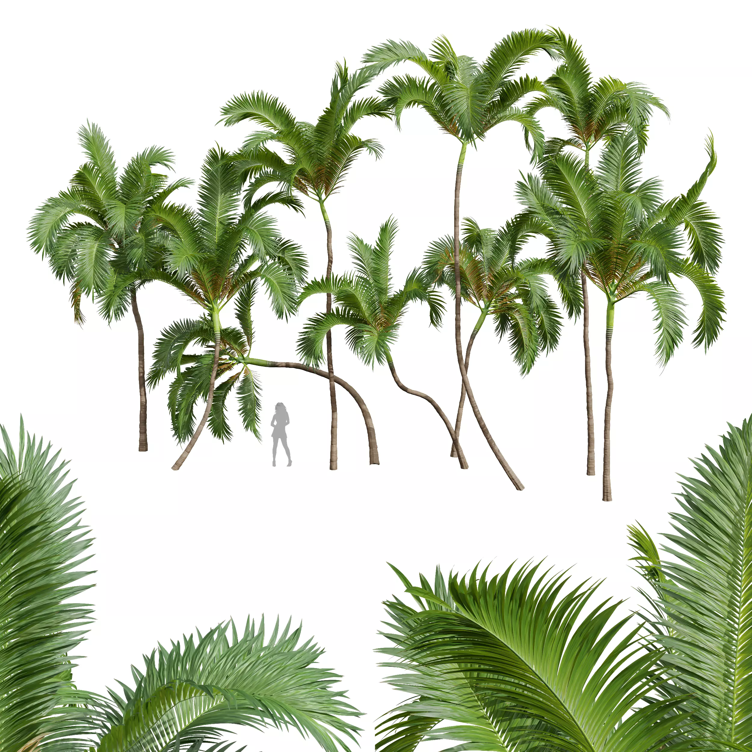 New Plant Areca Catechu 3D model_0
