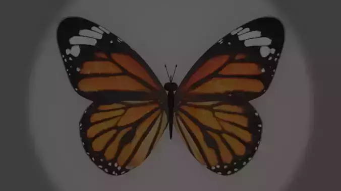 BUTTER FLY MODELING