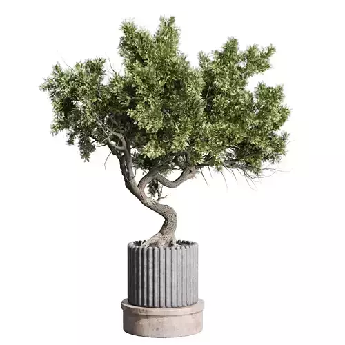 Bonsai tree indoor plant 330 vase dirty concrete