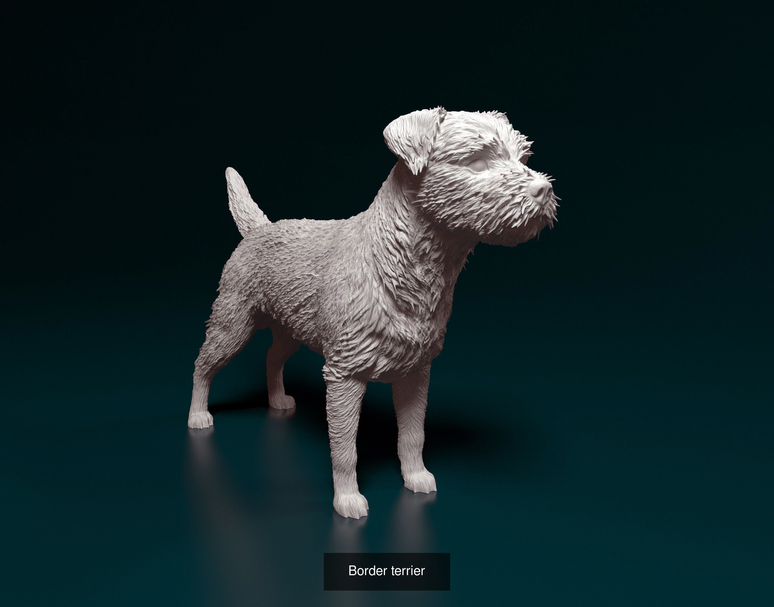 dustinweir1111 Collection collie dog _5