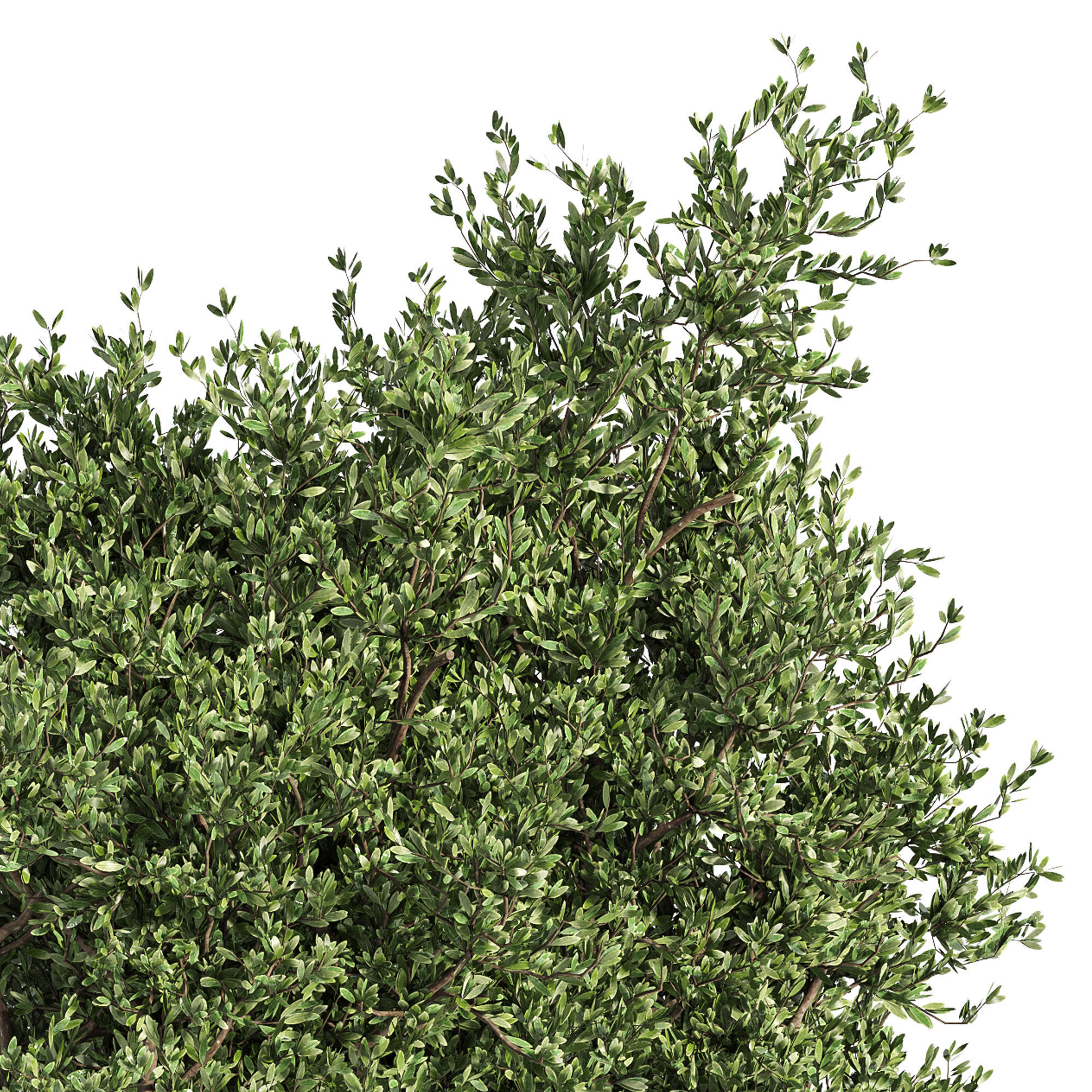 Outdoor Plants Tree in Metal Box 04 3D model_2