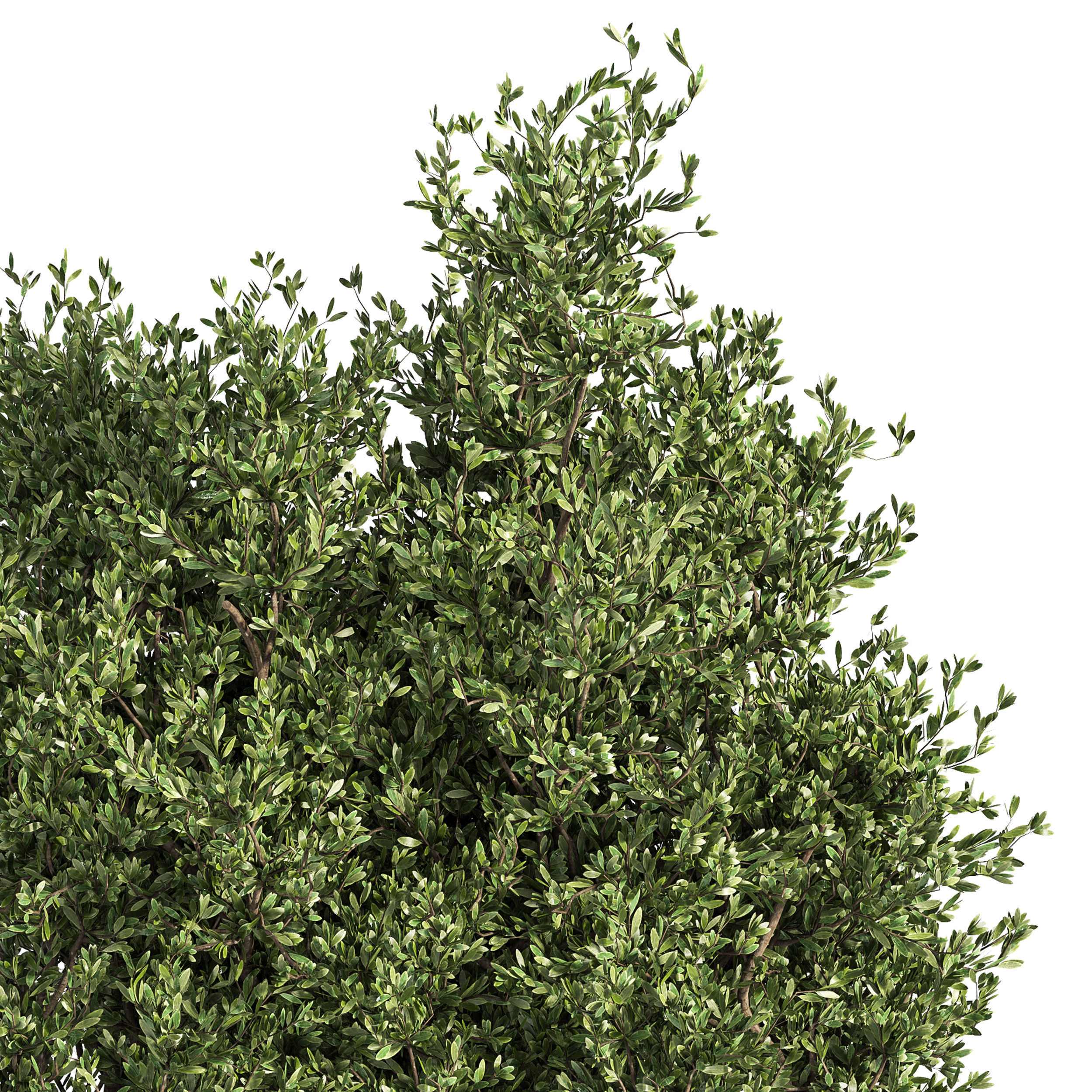 Outdoor Plants Tree in Metal Box 04 3D model_3