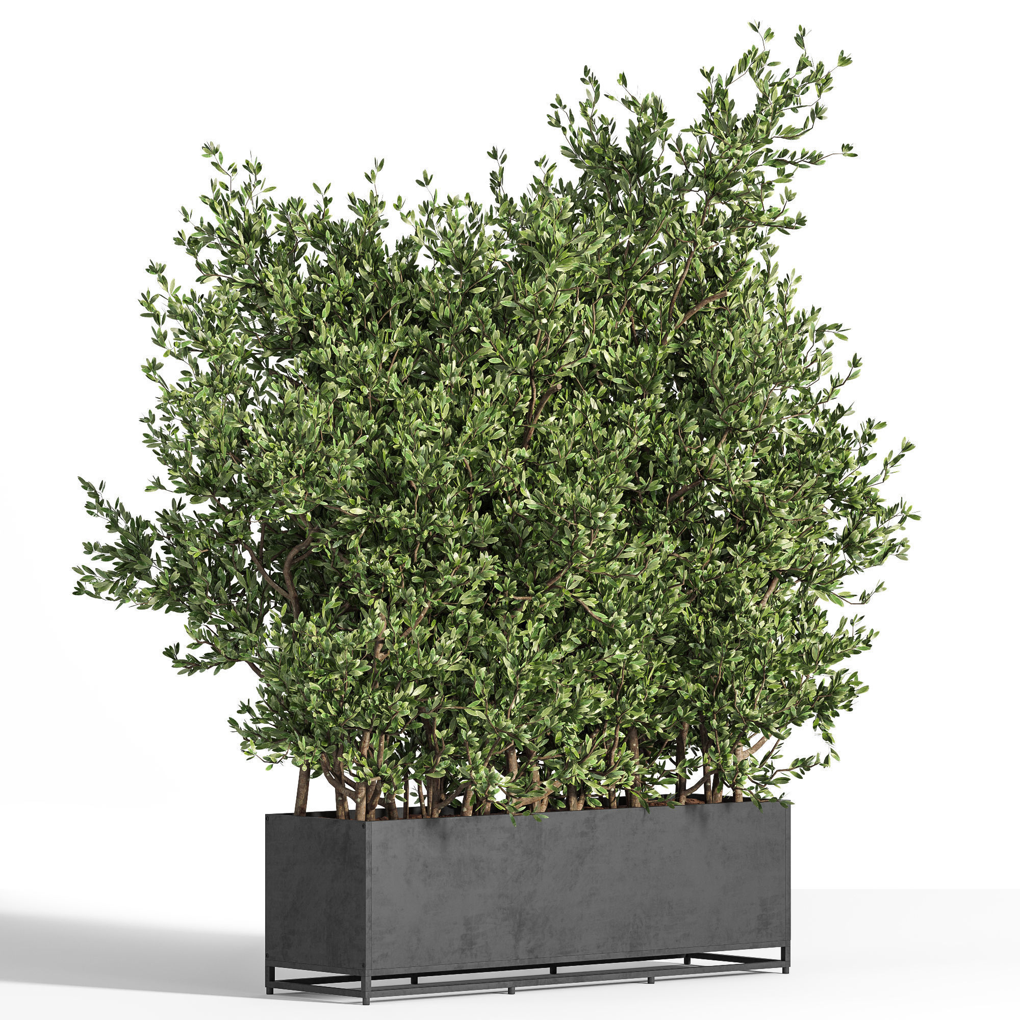 Outdoor Plants Tree in Metal Box 04 3D model_1