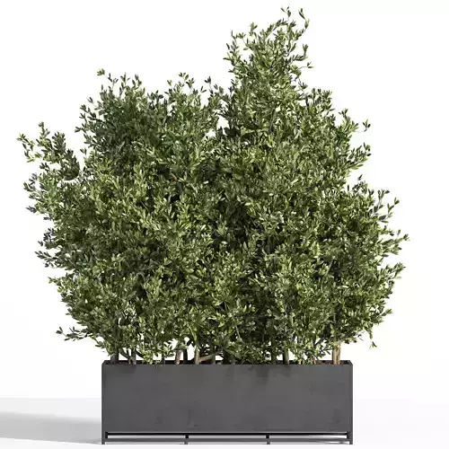 Outdoor Plants Tree in Metal Box 04