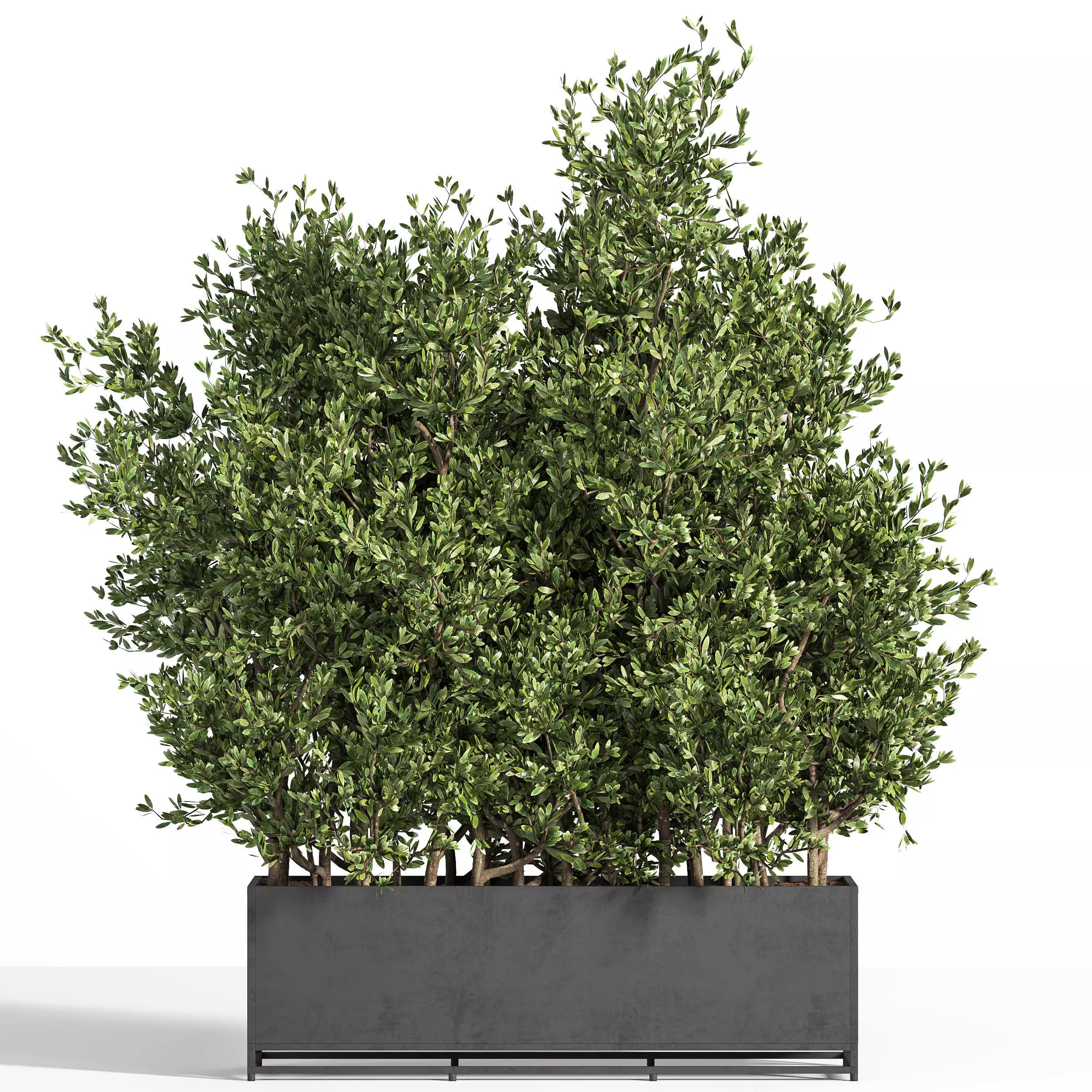 Outdoor Plants Tree in Metal Box 04 3D model_0