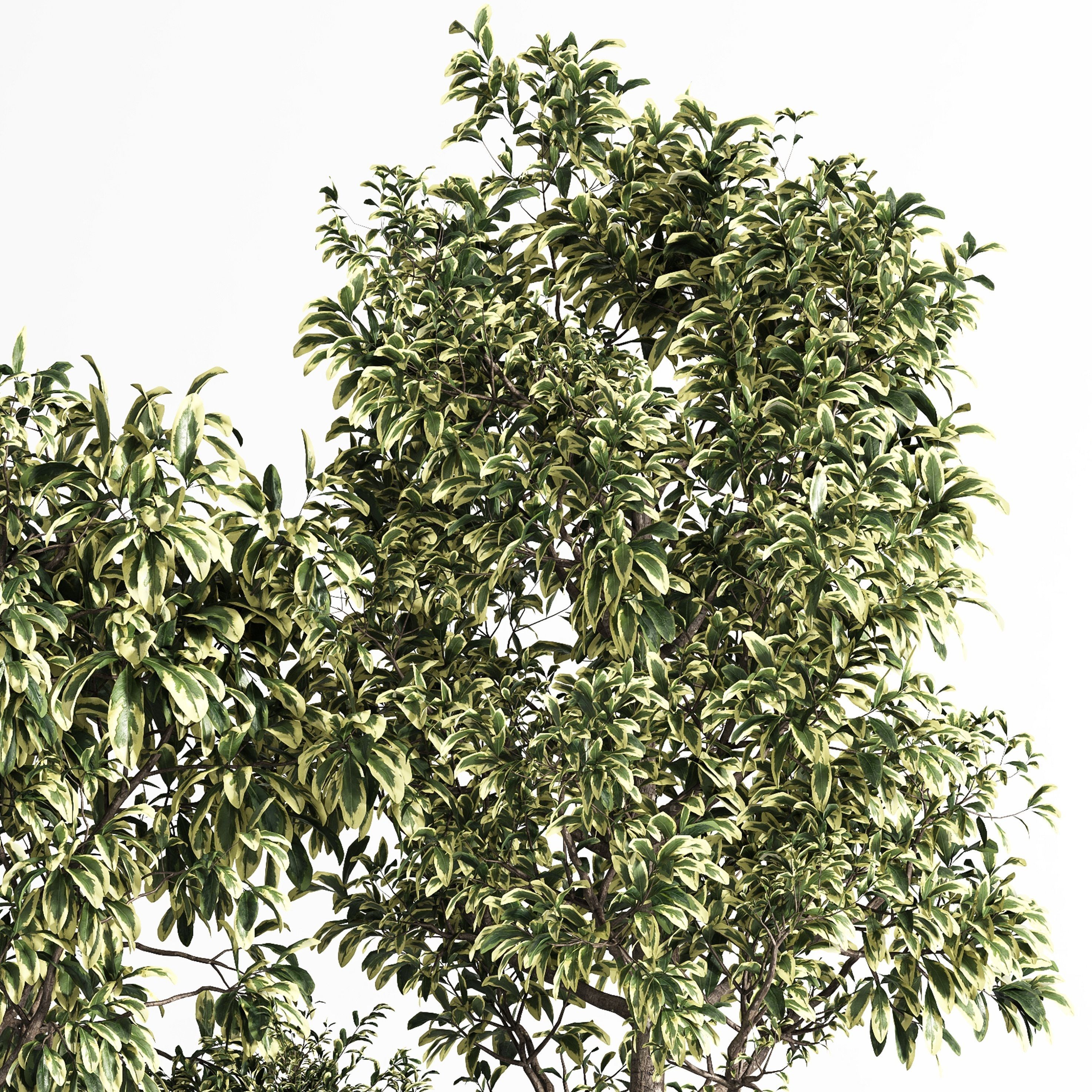 Indoor Plant Set 11  Benjamin  3D model_3