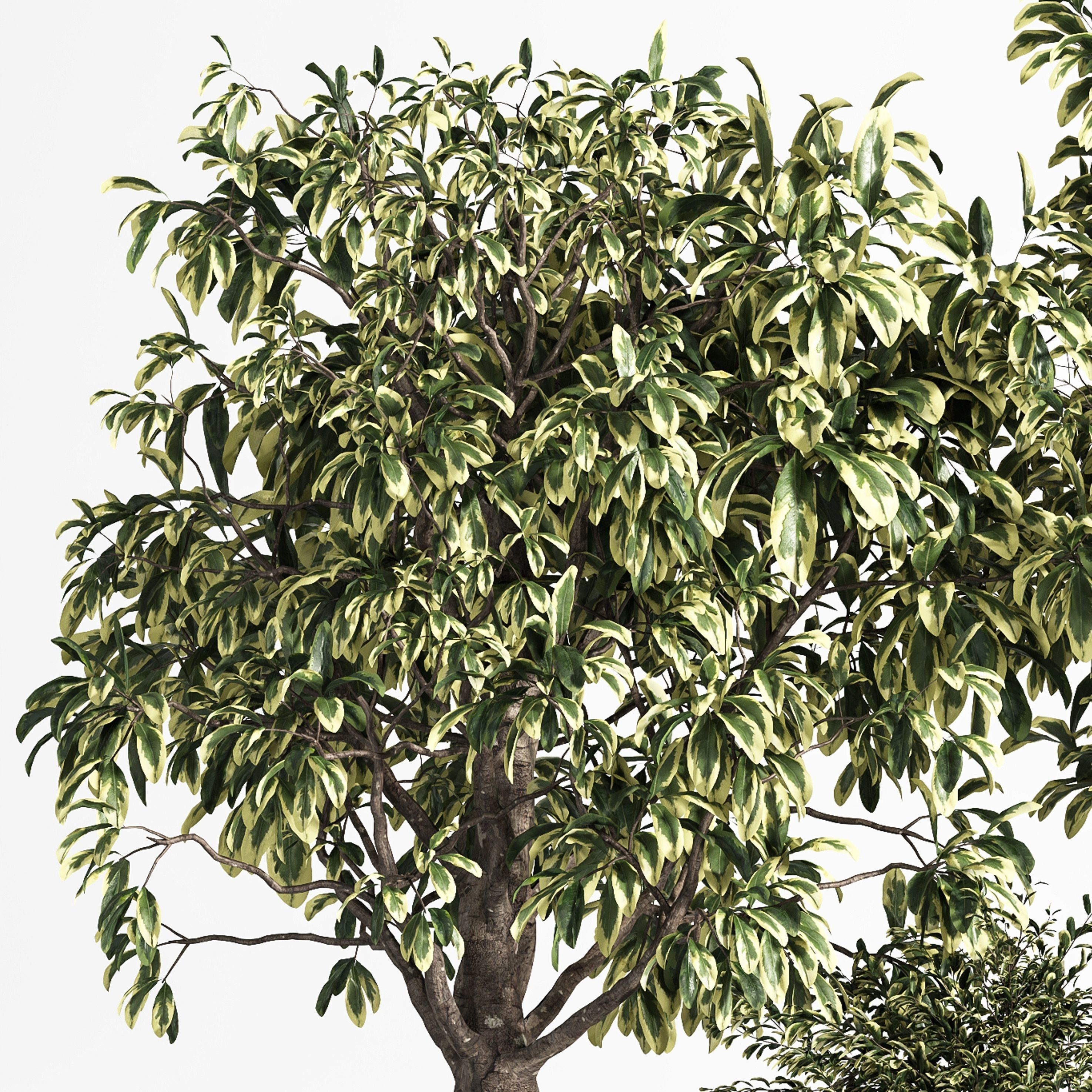 Indoor Plant Set 11  Benjamin  3D model_2