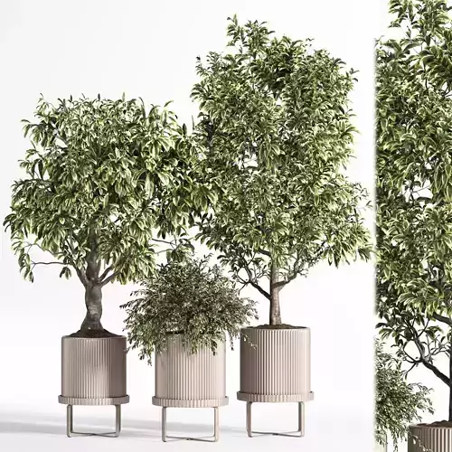 Indoor Plant Set 11  Benjamin  3D model
