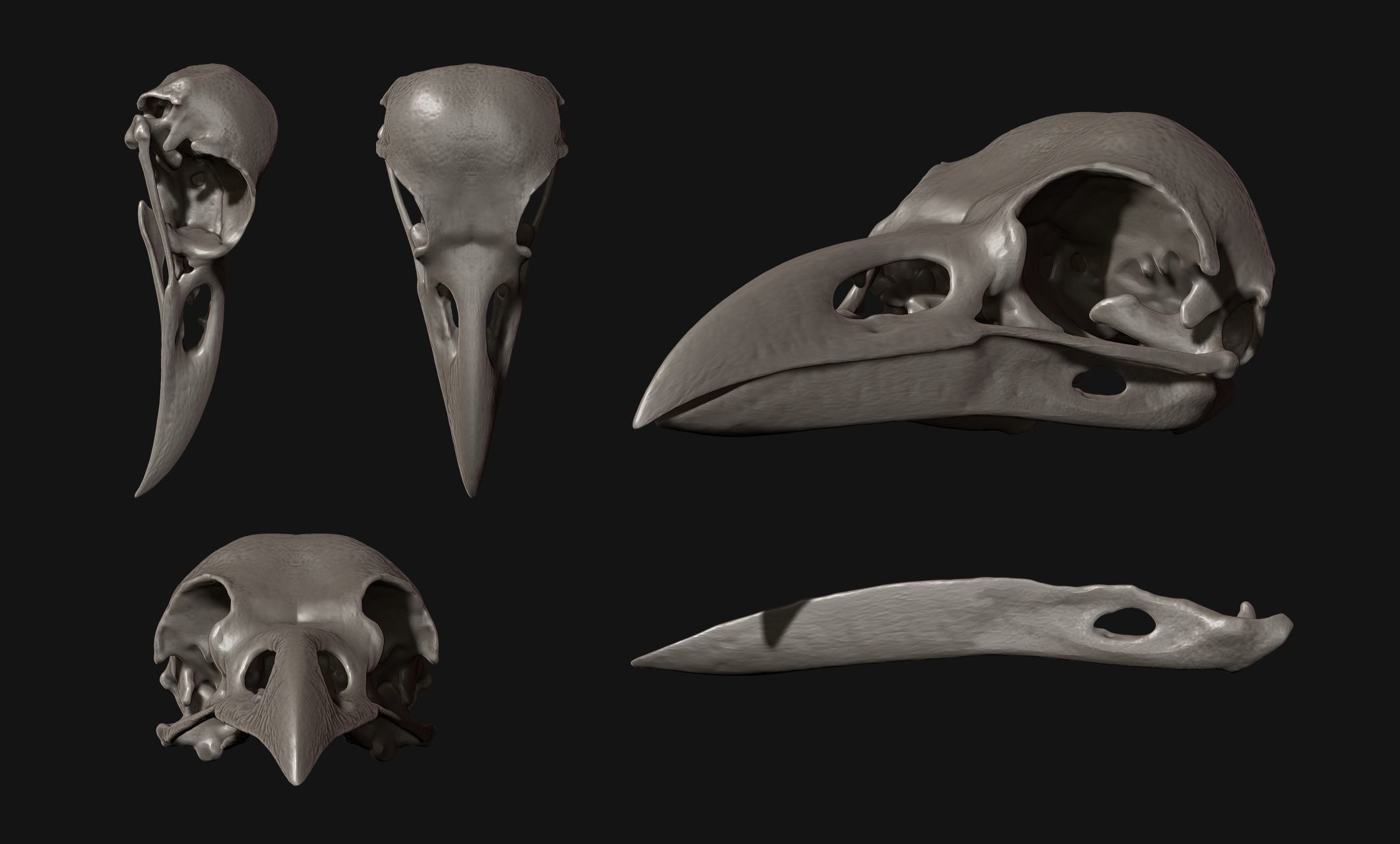 Crow-Raven-Corax Skull - CNC and 3D print model_7