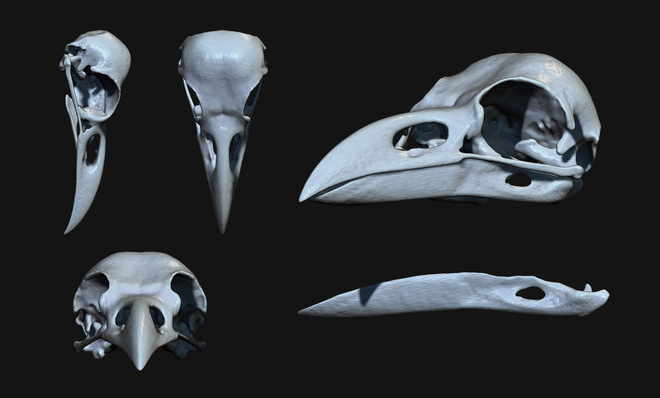Crow-Raven-Corax Skull - CNC and 3D print model_10