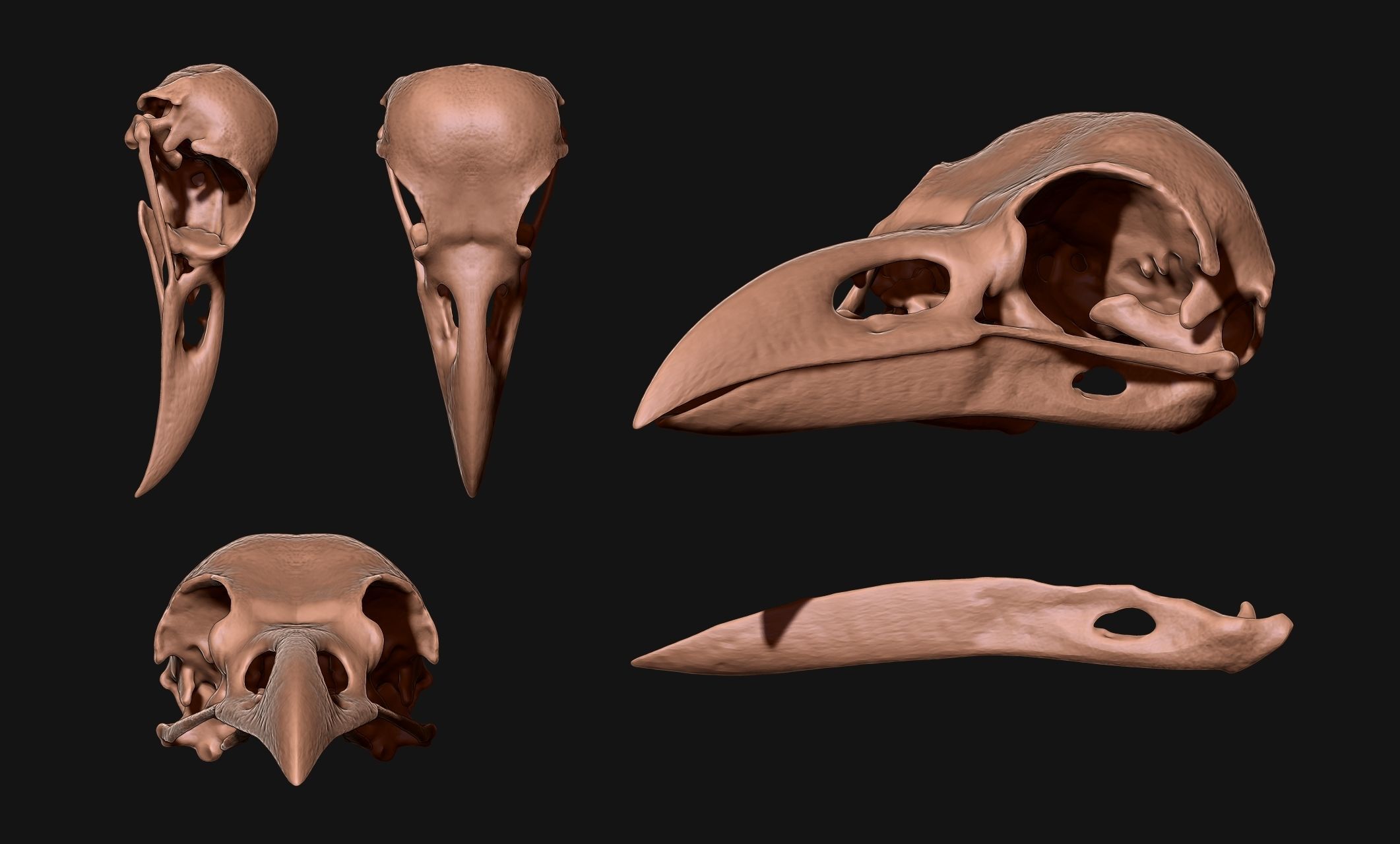 Crow-Raven-Corax Skull - CNC and 3D print model_1