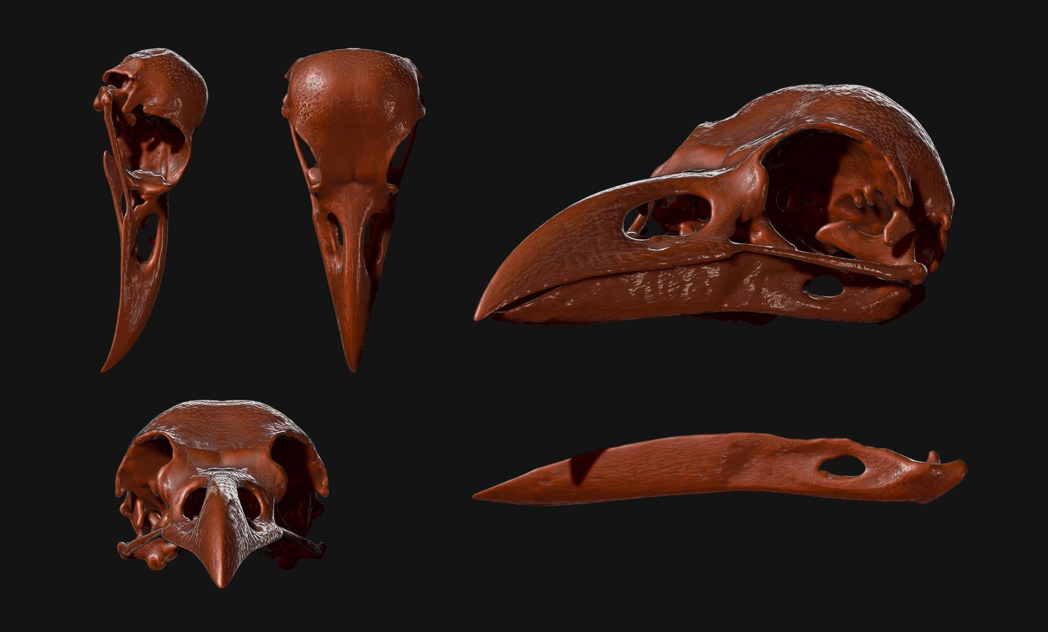 Crow-Raven-Corax Skull - CNC and 3D print model_11
