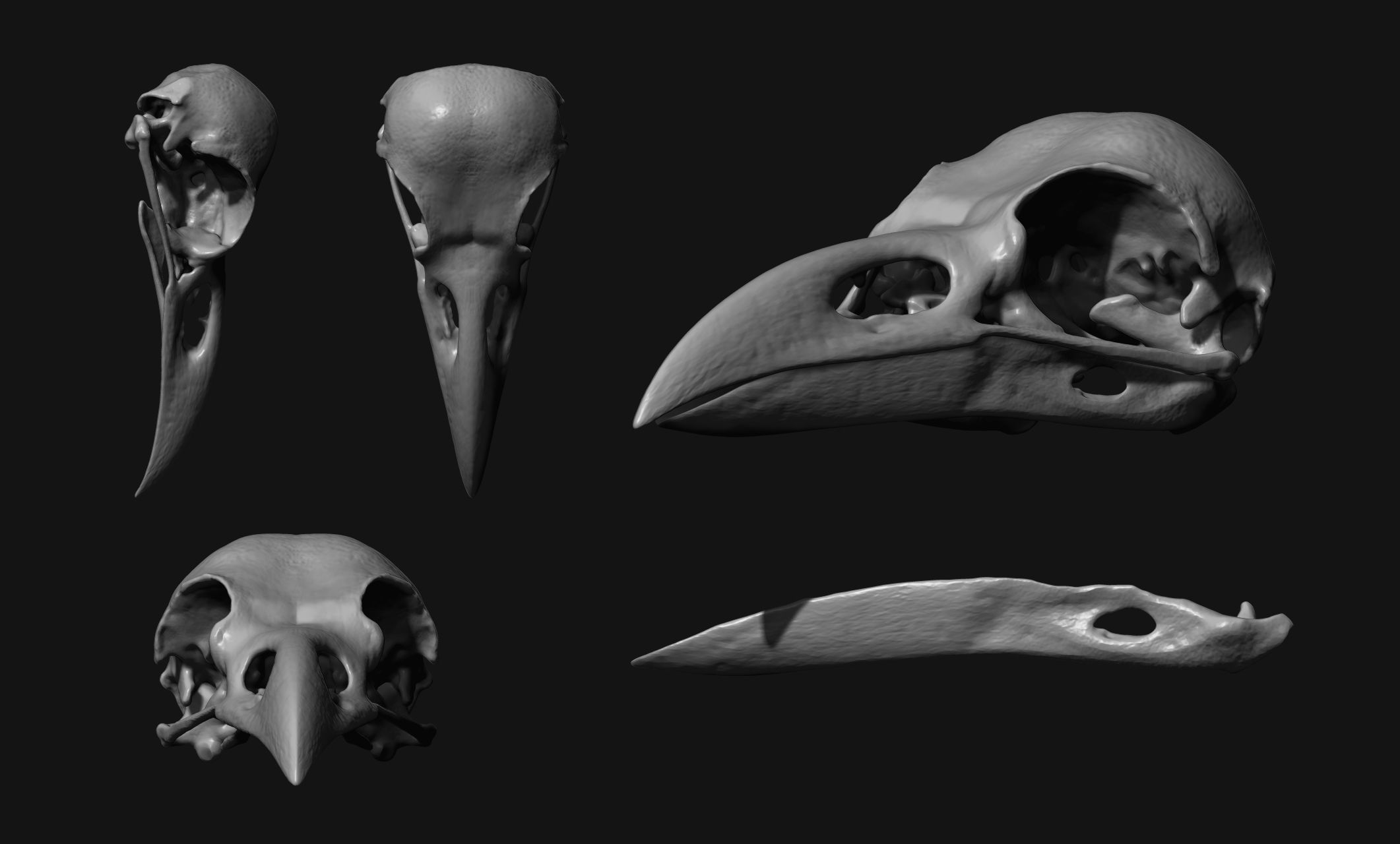 Crow-Raven-Corax Skull - CNC and 3D print model_14