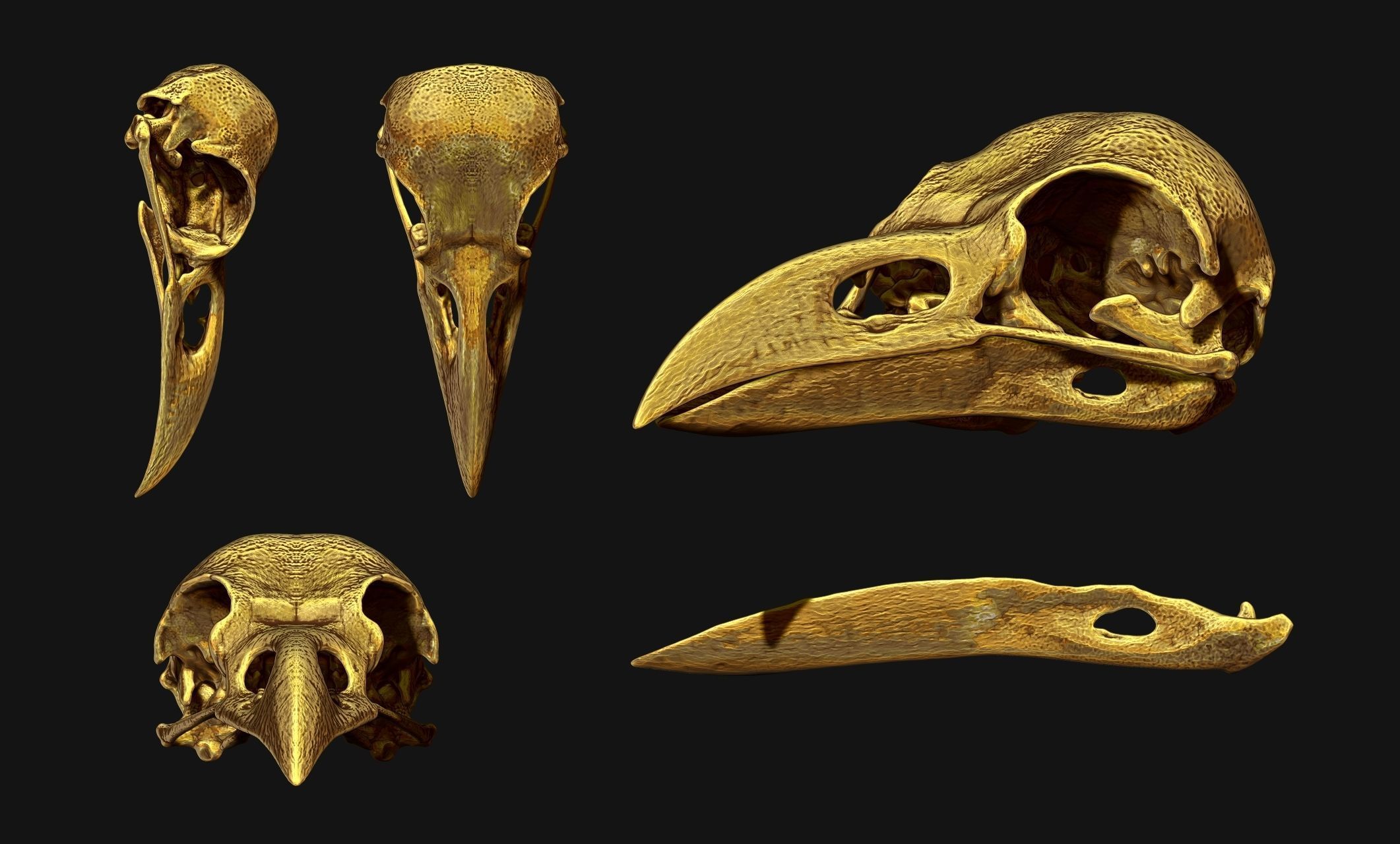 Crow-Raven-Corax Skull - CNC and 3D print model_8