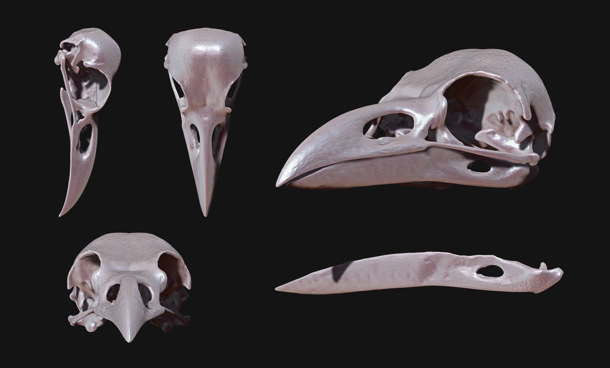 Crow-Raven-Corax Skull - CNC and 3D print model_9