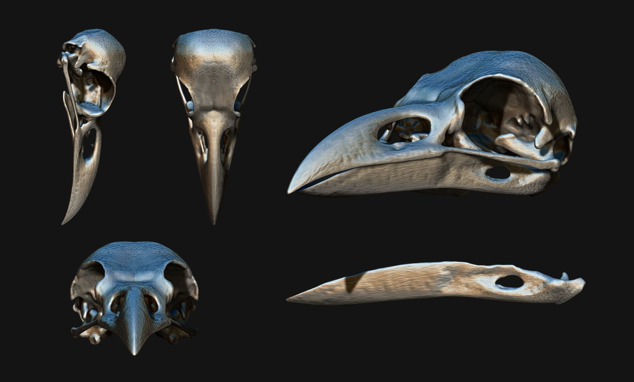 Crow-Raven-Corax Skull - CNC and 3D print model_17