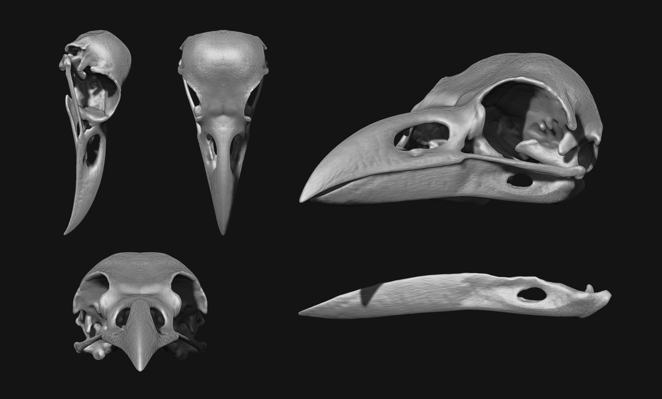 Crow-Raven-Corax Skull - CNC and 3D print model_2