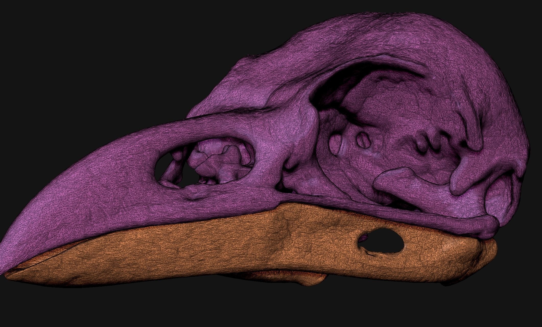 Crow-Raven-Corax Skull - CNC and 3D print model_12