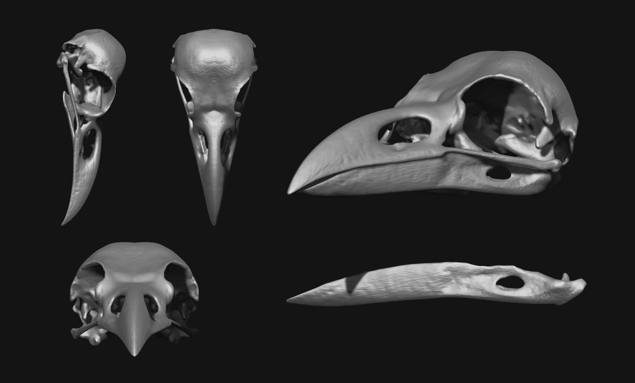 Crow-Raven-Corax Skull - CNC and 3D print model_13