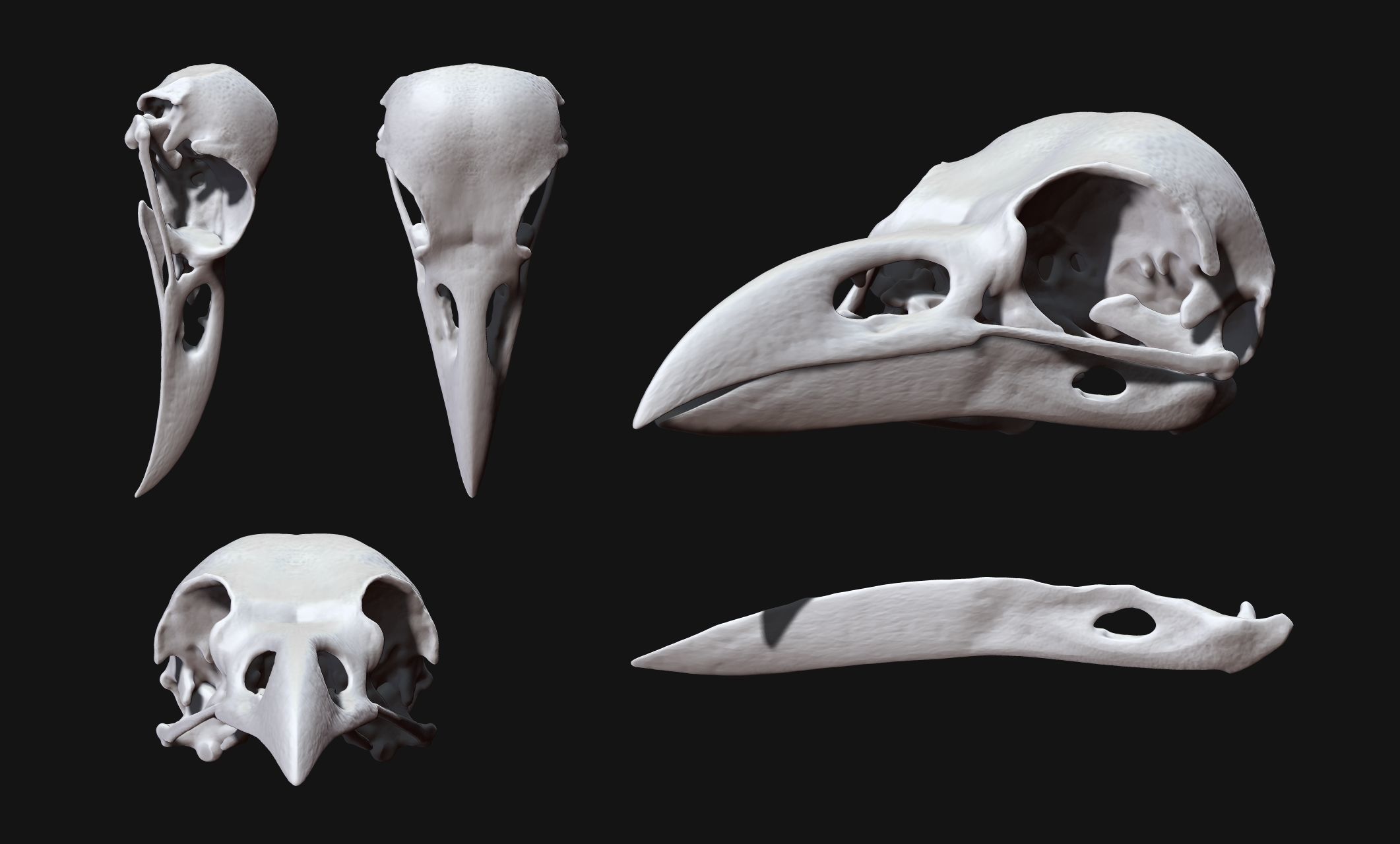 Crow-Raven-Corax Skull - CNC and 3D print model_15