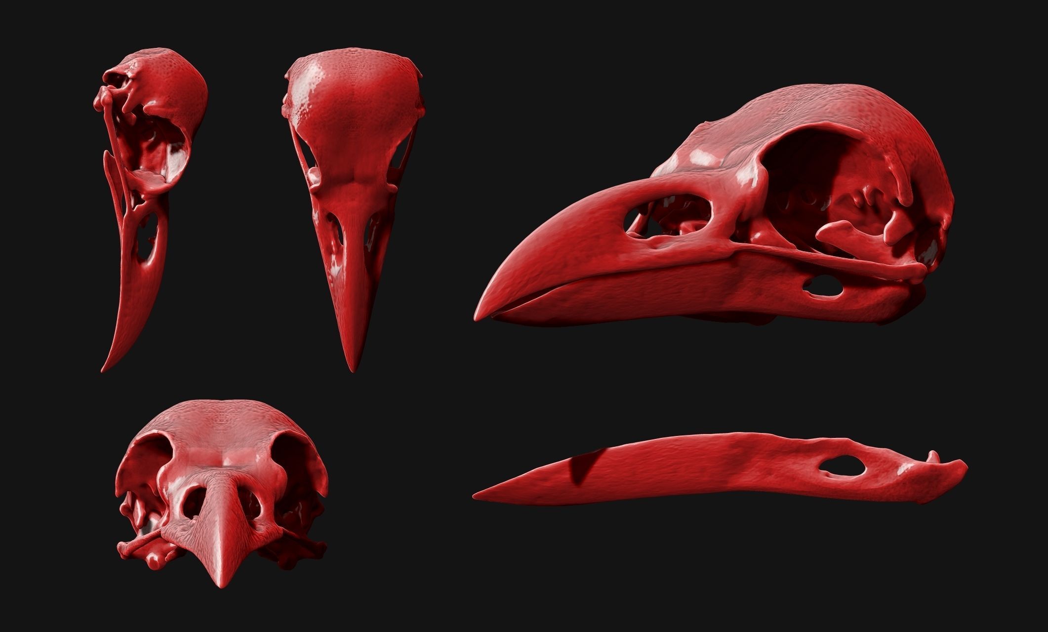 Crow-Raven-Corax Skull - CNC and 3D print model_4