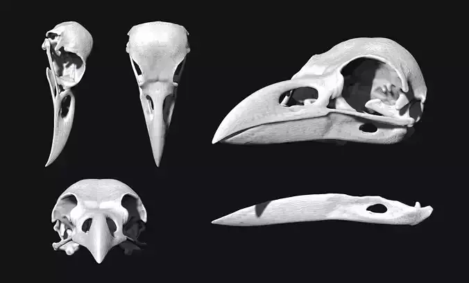 Crow-Raven-Corax Skull - CNC and 3D print model