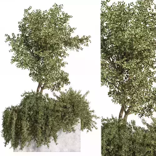 Outdoor Plants tree 06