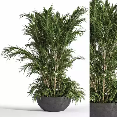 Indoor Plant Set 13 Palm in Plant 