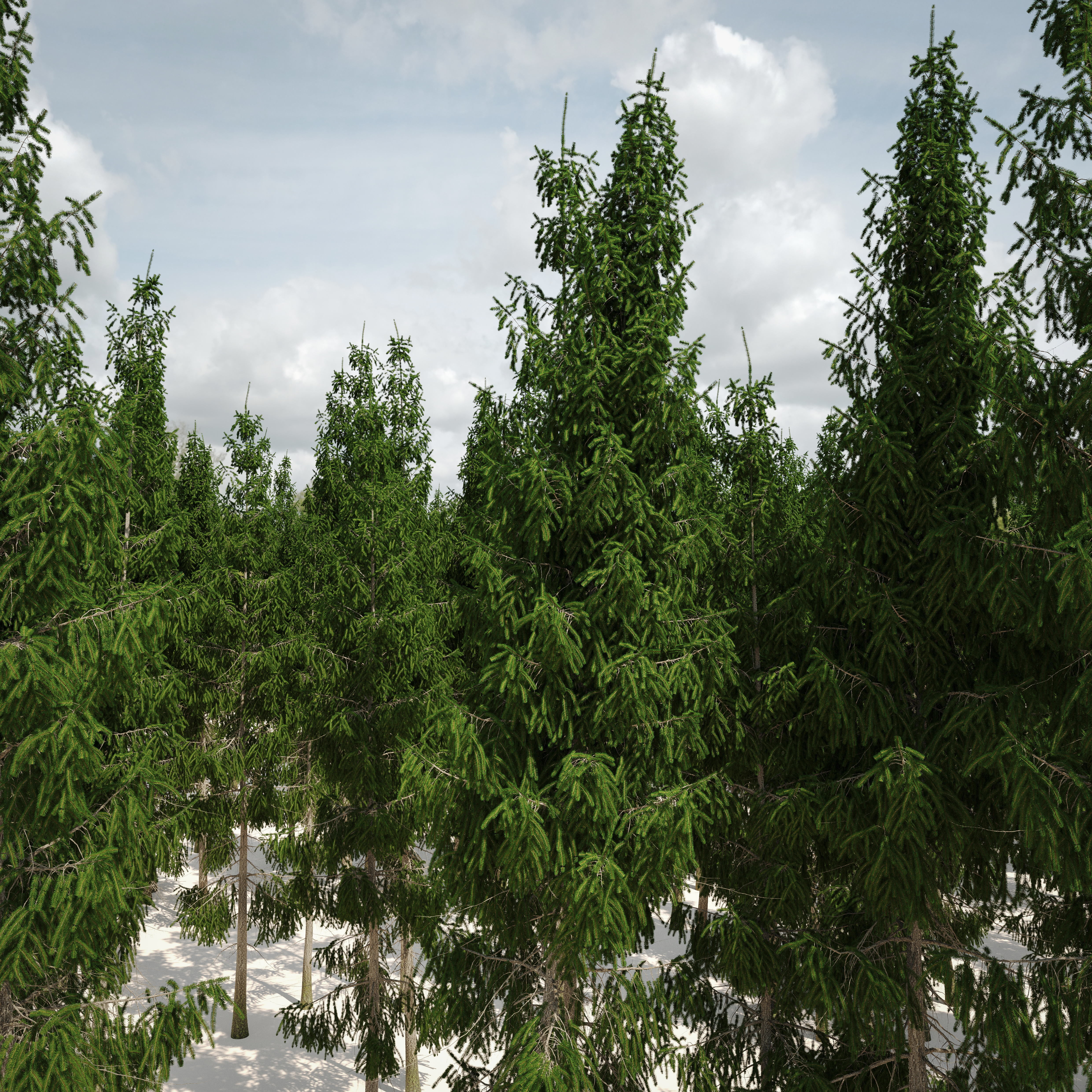 Spruce 8m 3D model_3