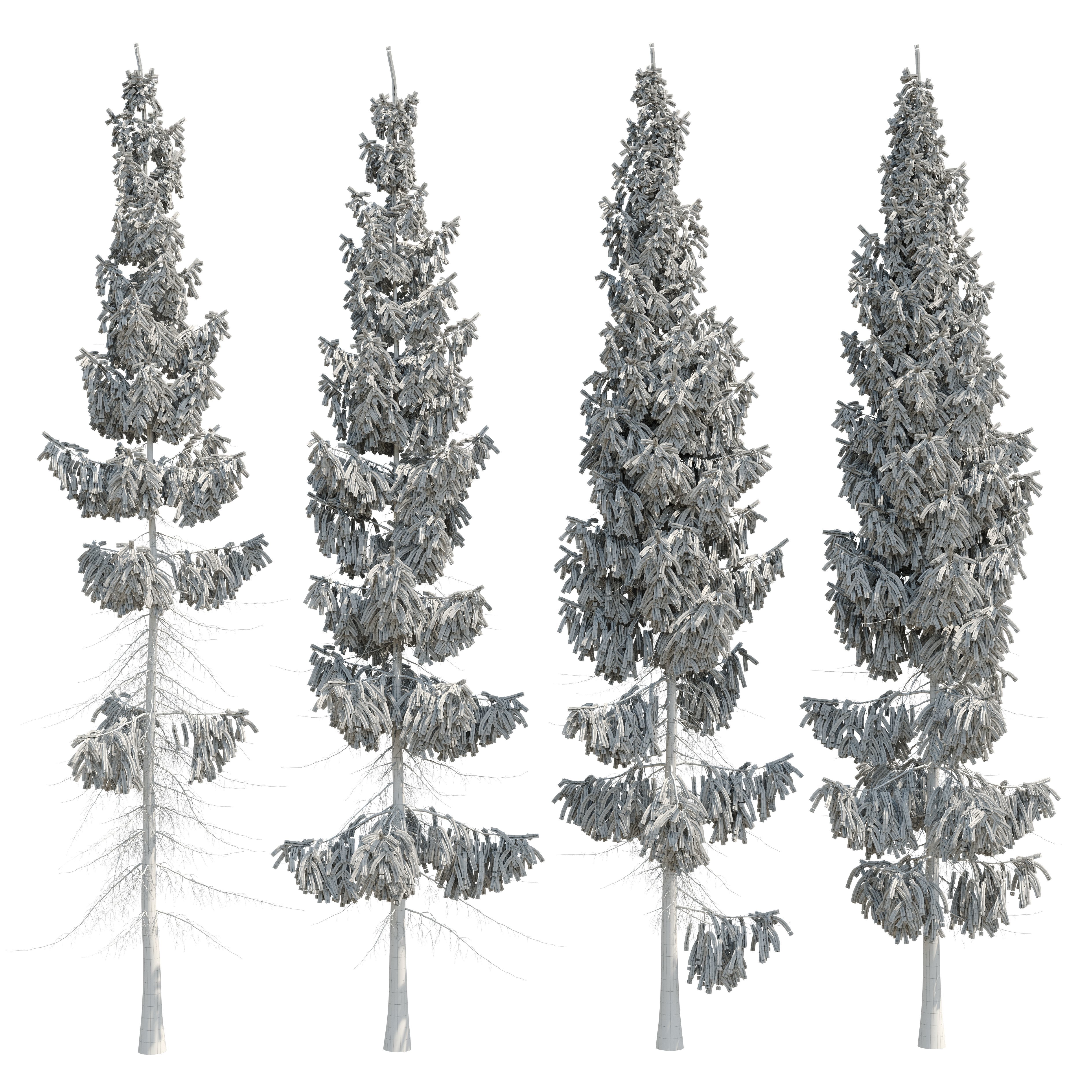 Spruce 8m 3D model_22