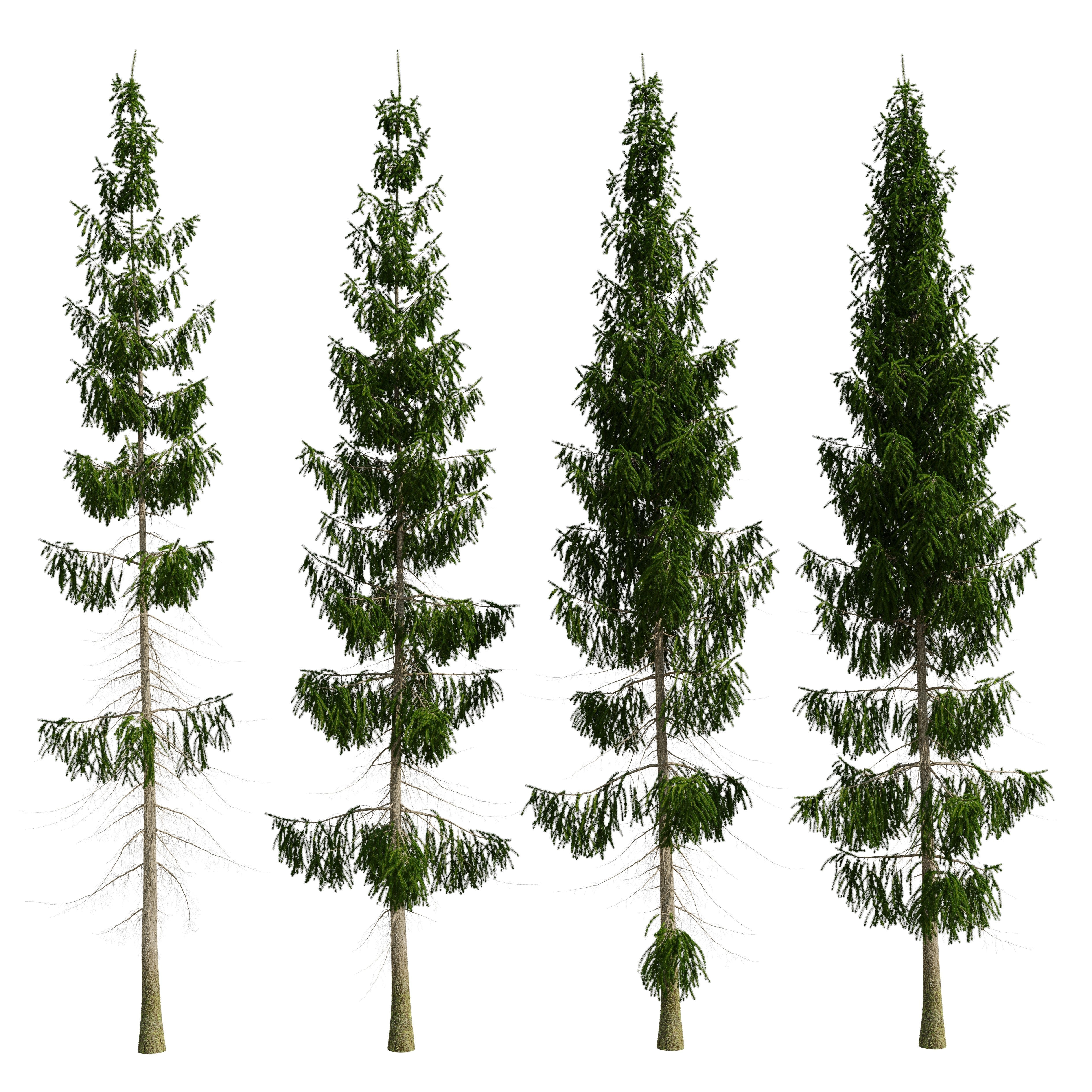 Spruce 8m 3D model_15