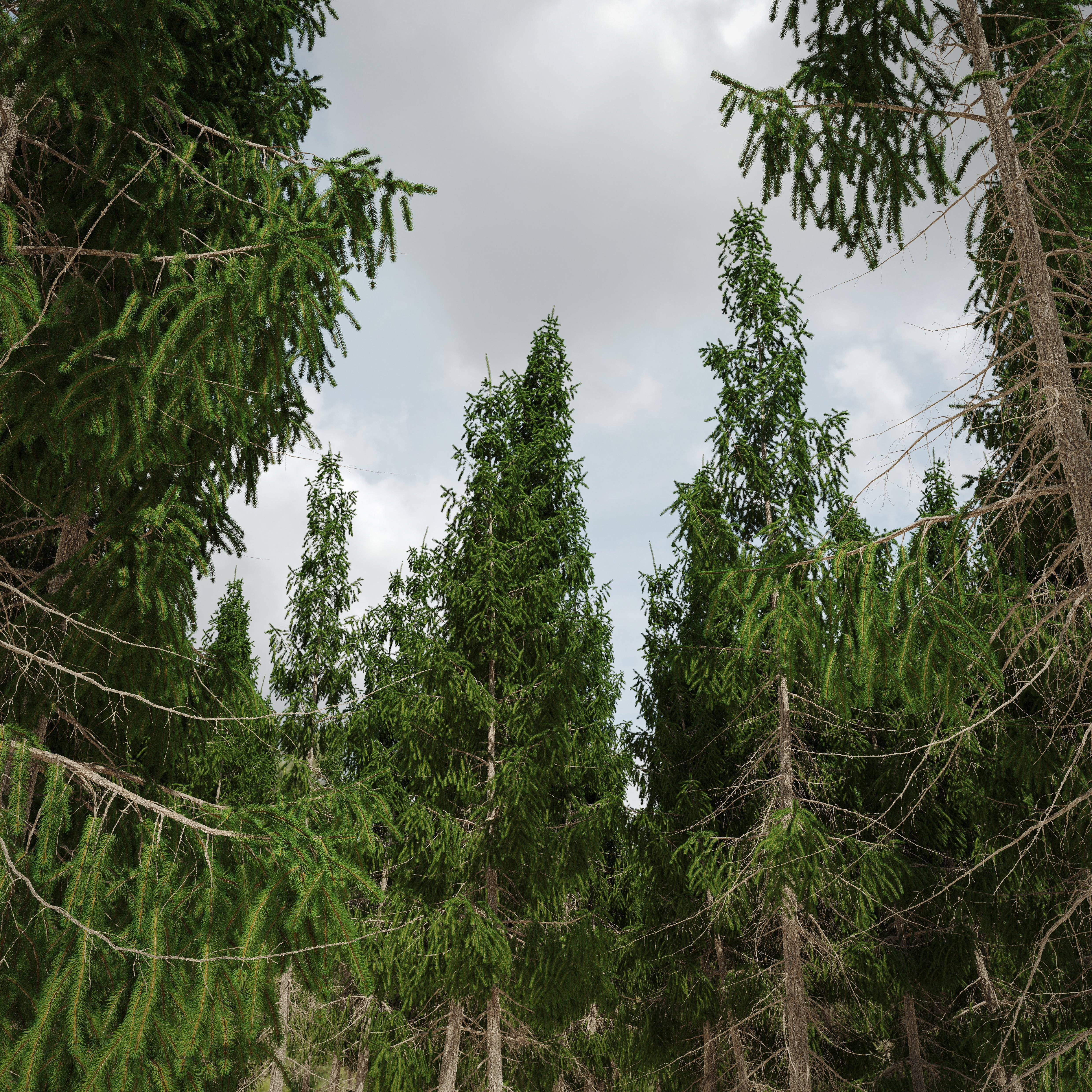 Spruce 8m 3D model_2