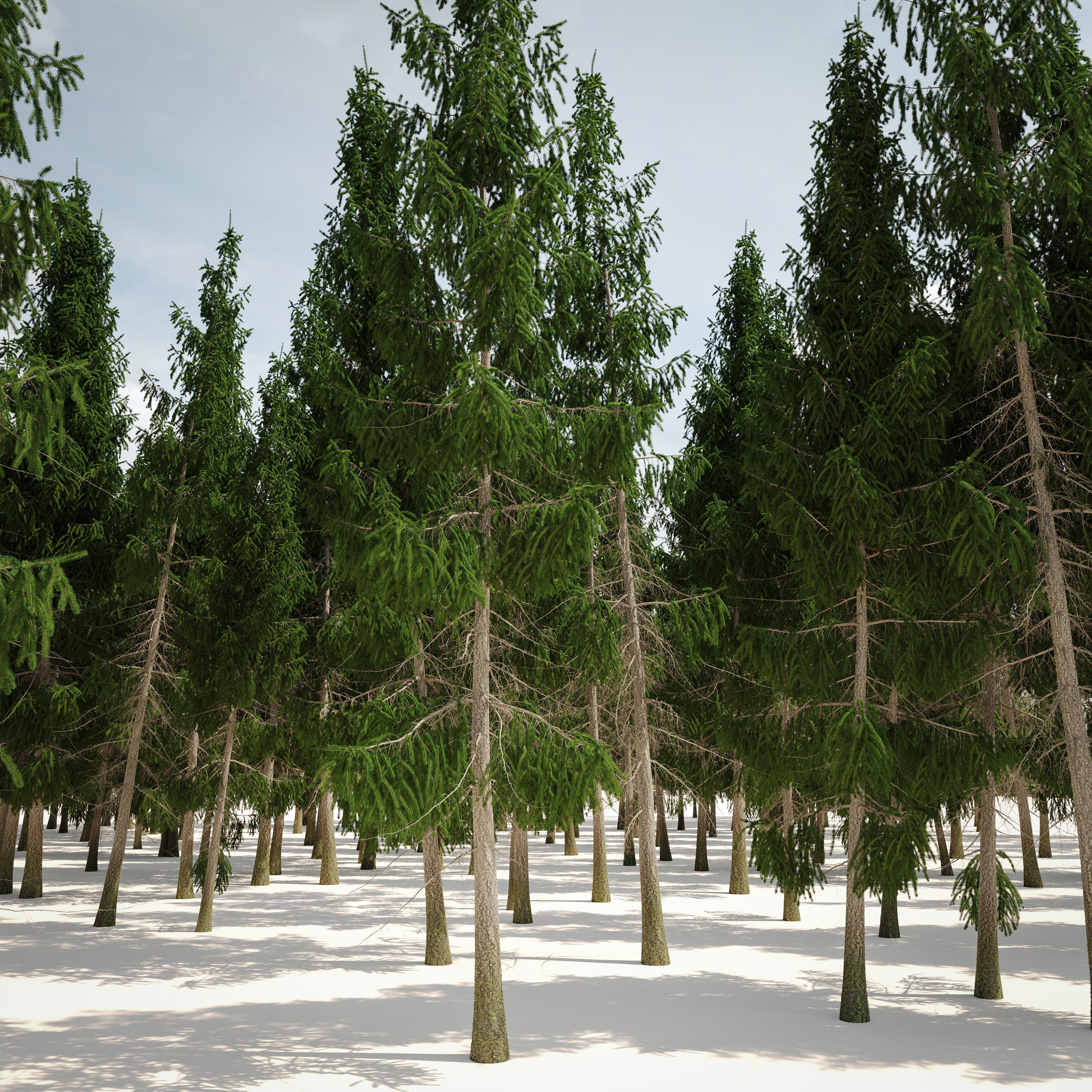 Spruce 8m 3D model_5