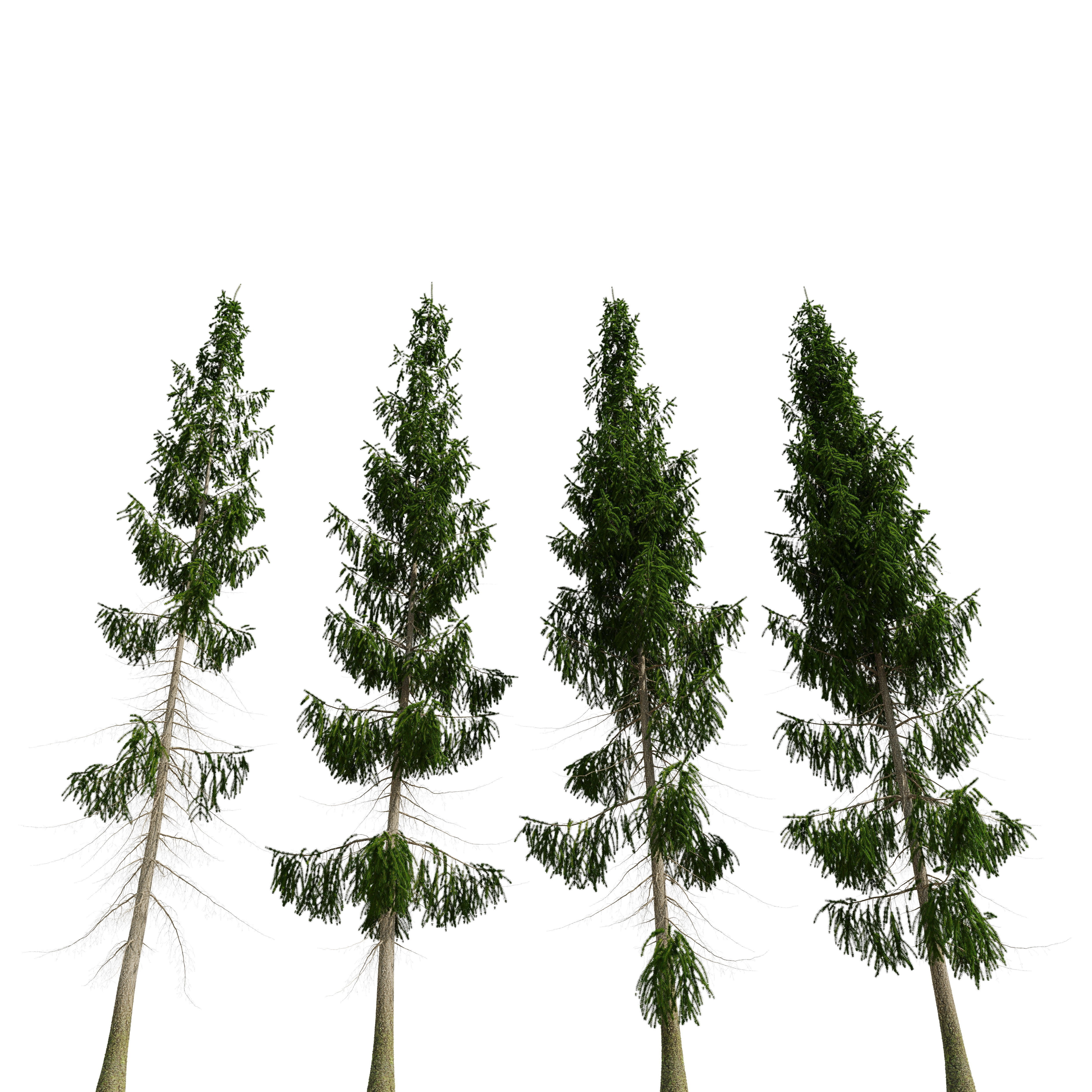 Spruce 8m 3D model_1