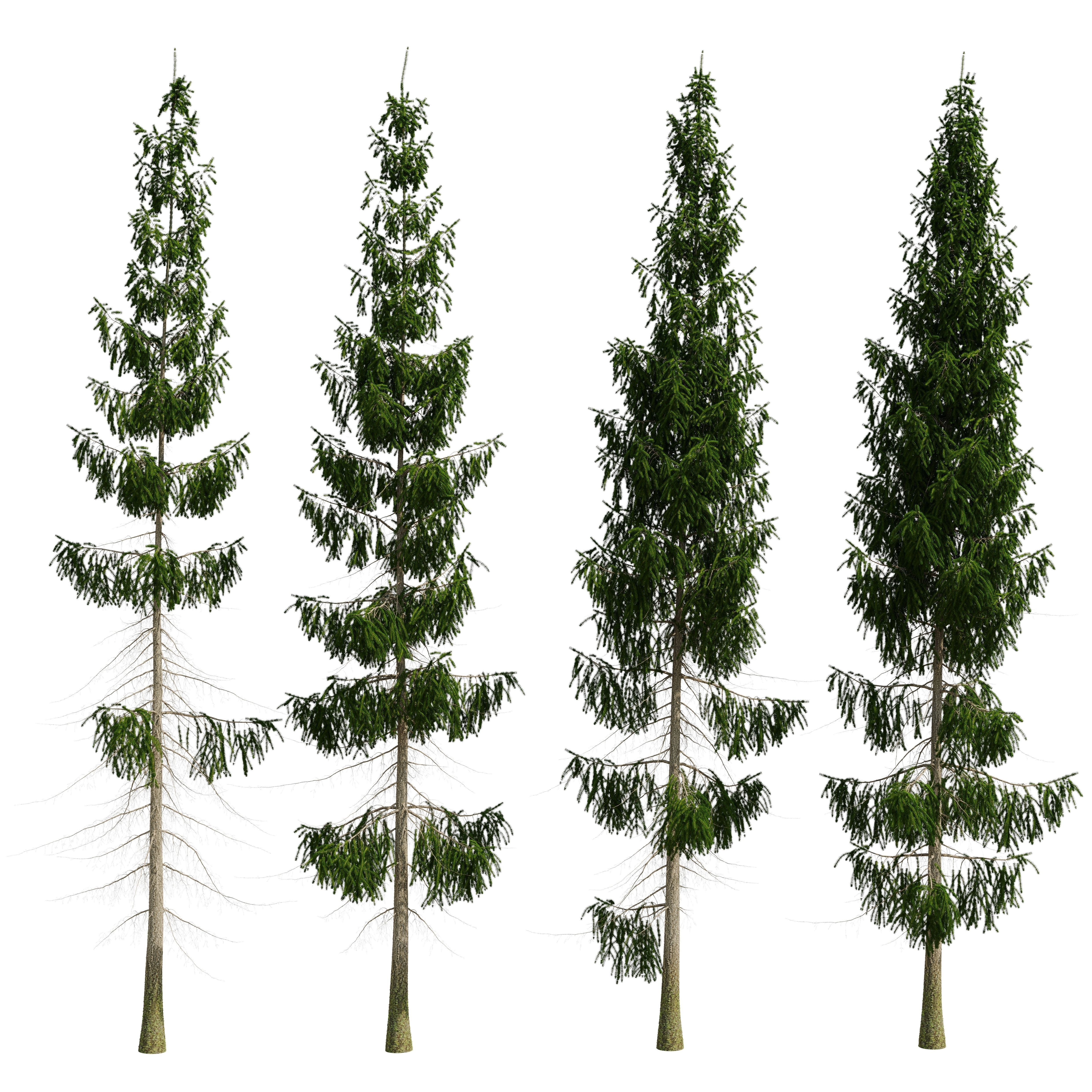 Spruce 8m 3D model_9
