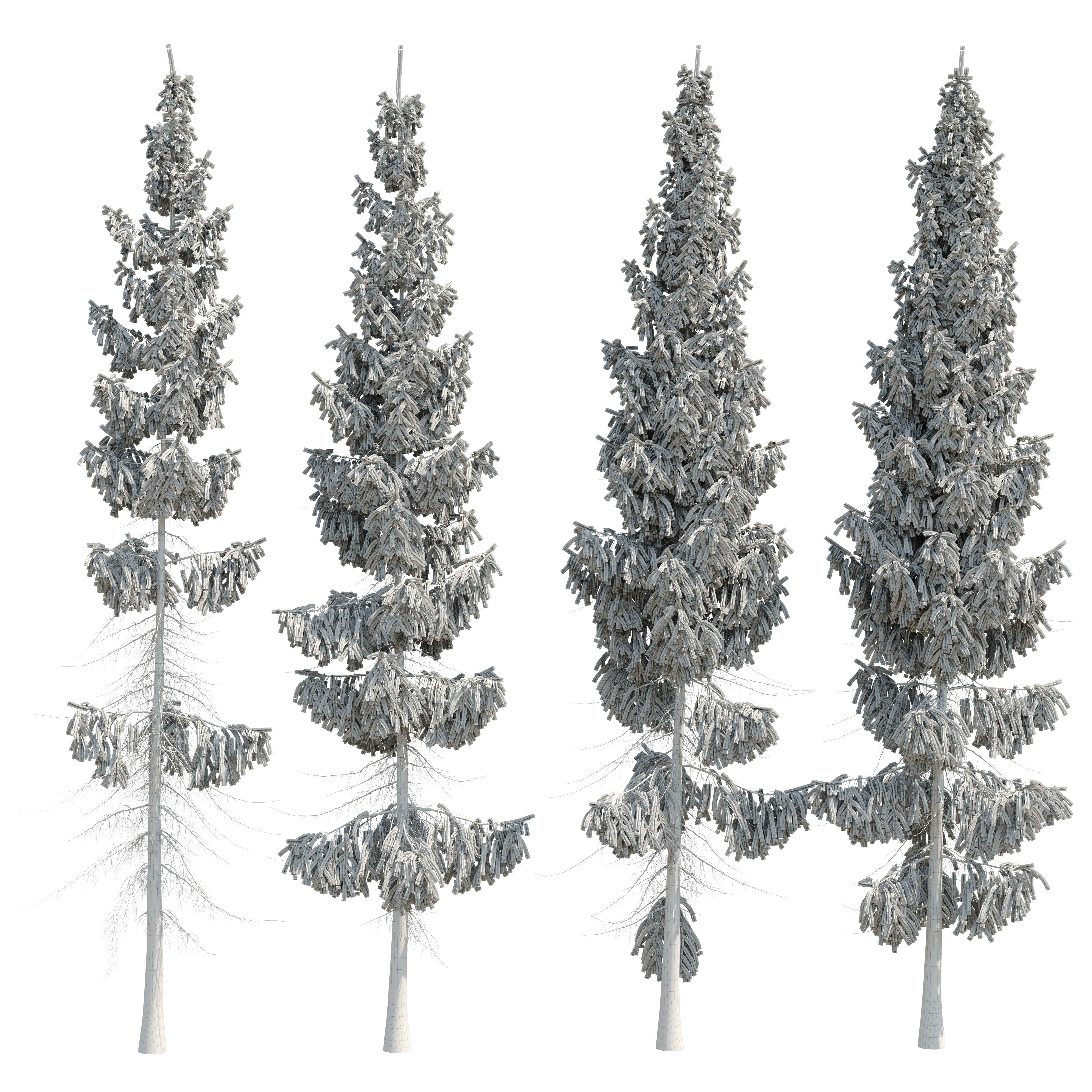 Spruce 8m 3D model_20