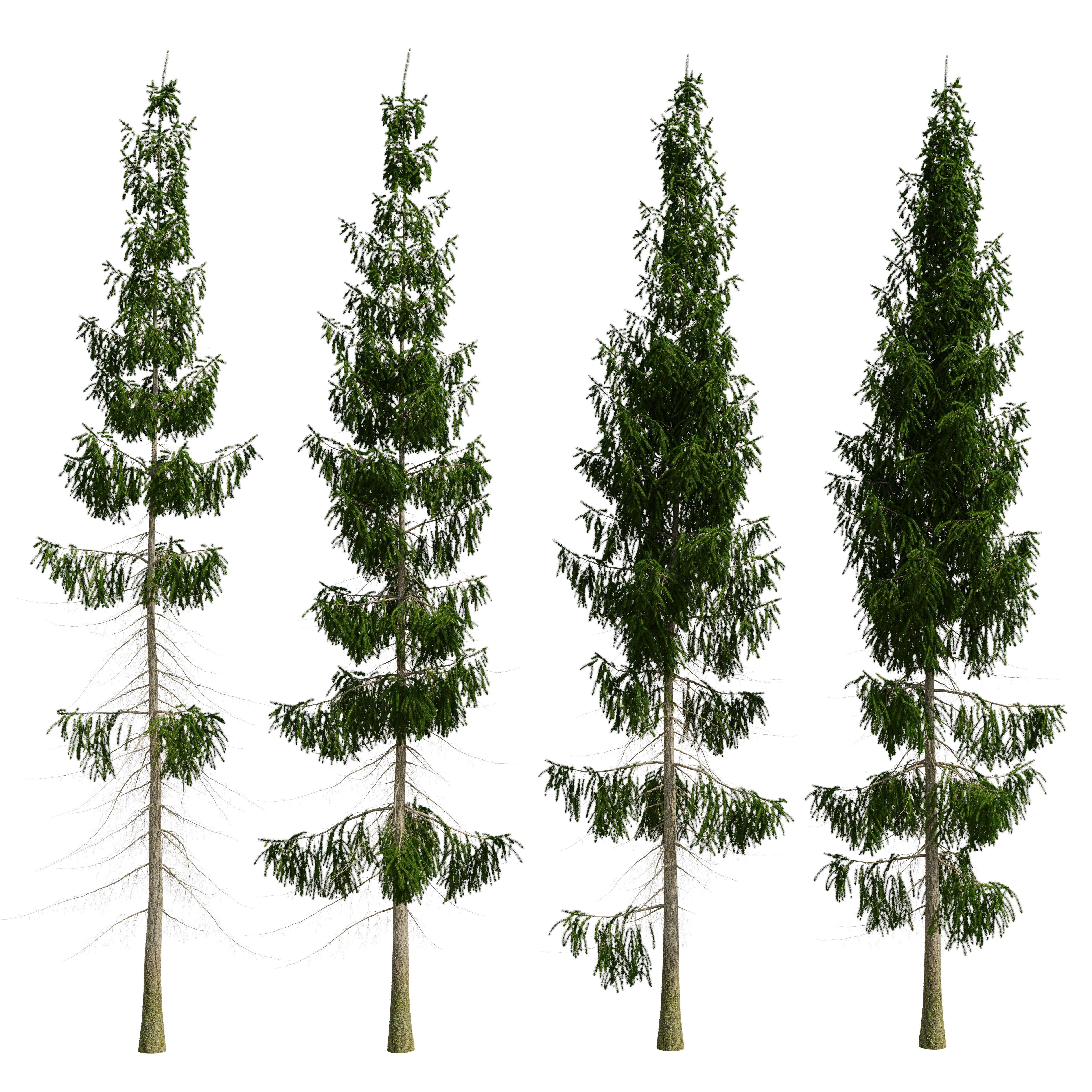 Spruce 8m 3D model_7