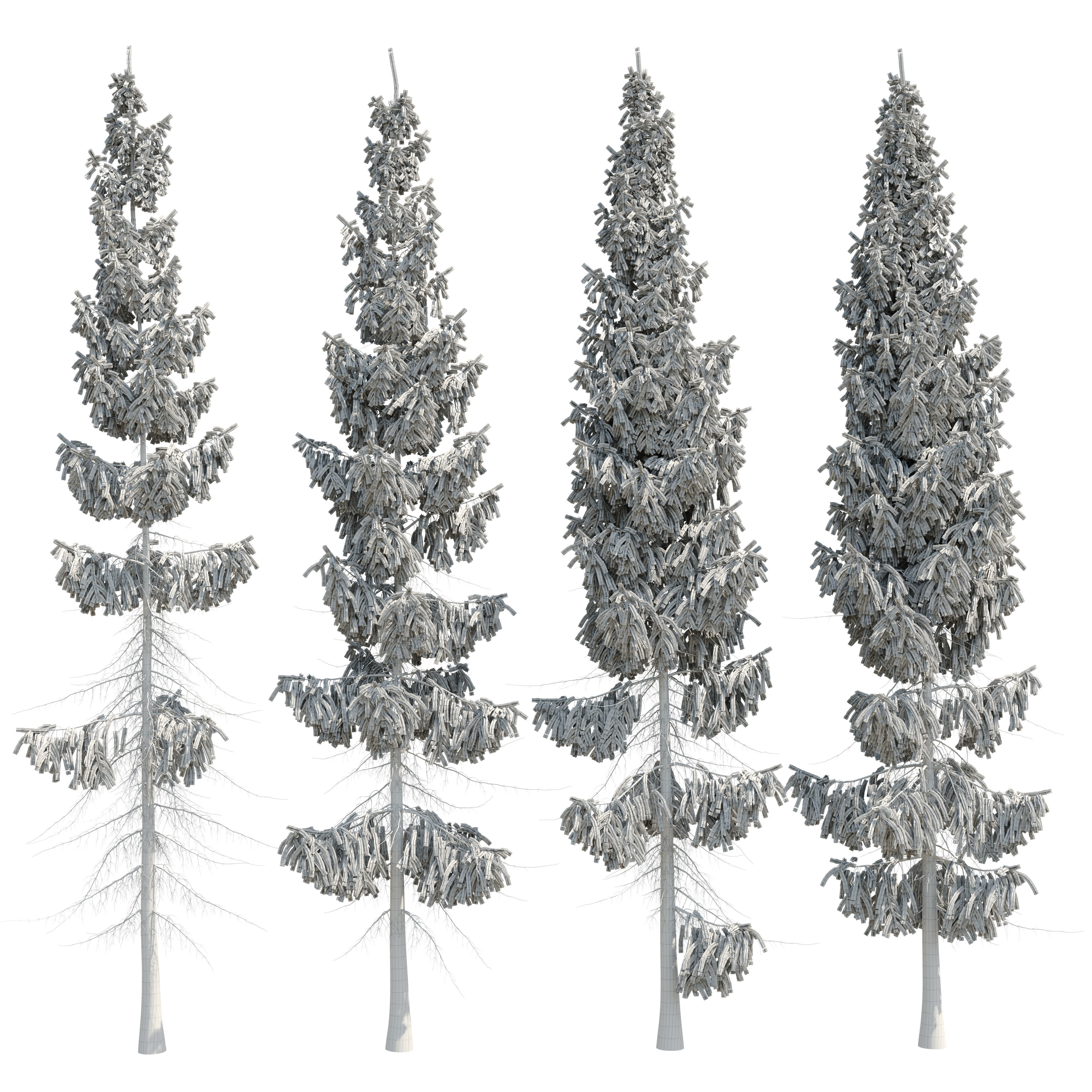 Spruce 8m 3D model_18