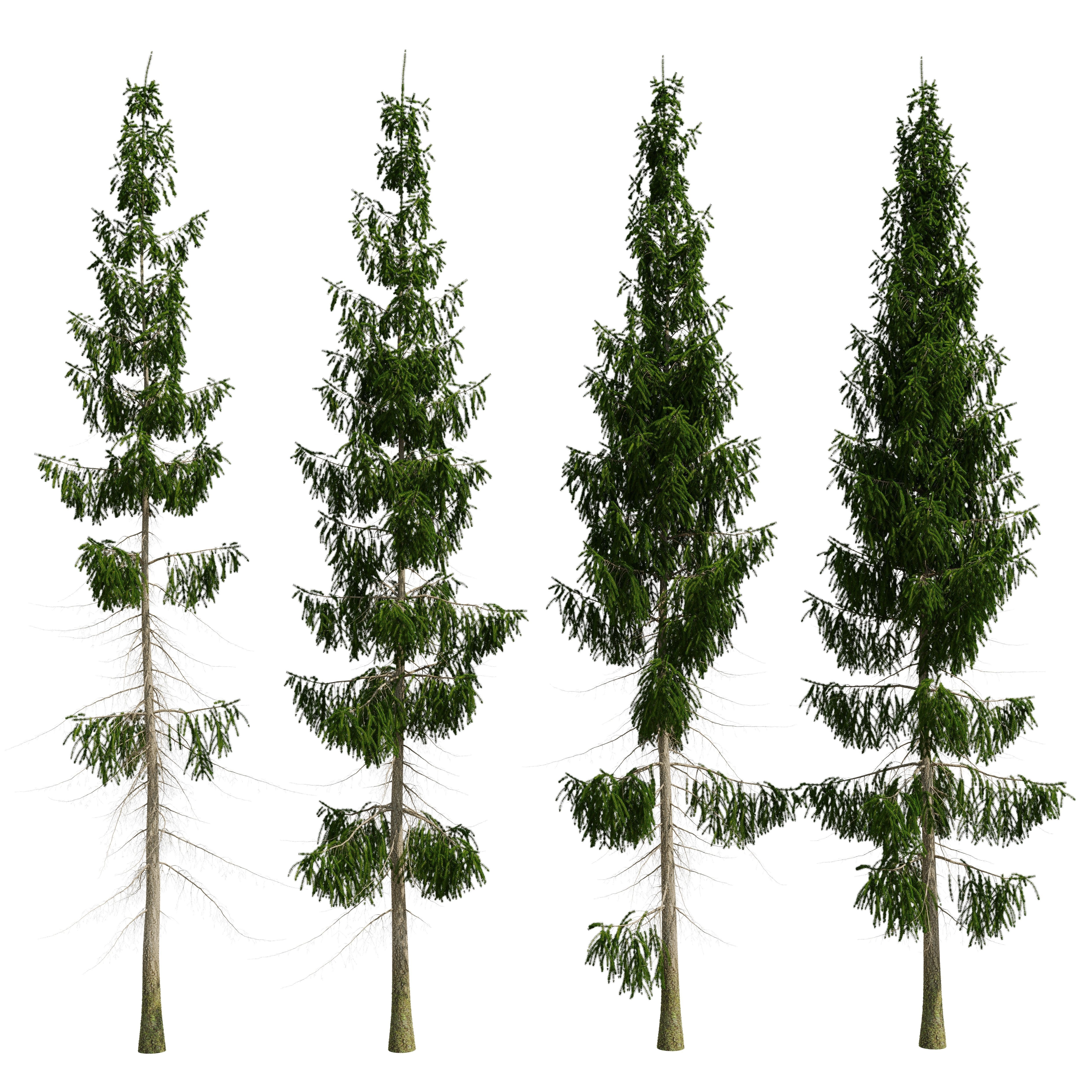 Spruce 8m 3D model_19