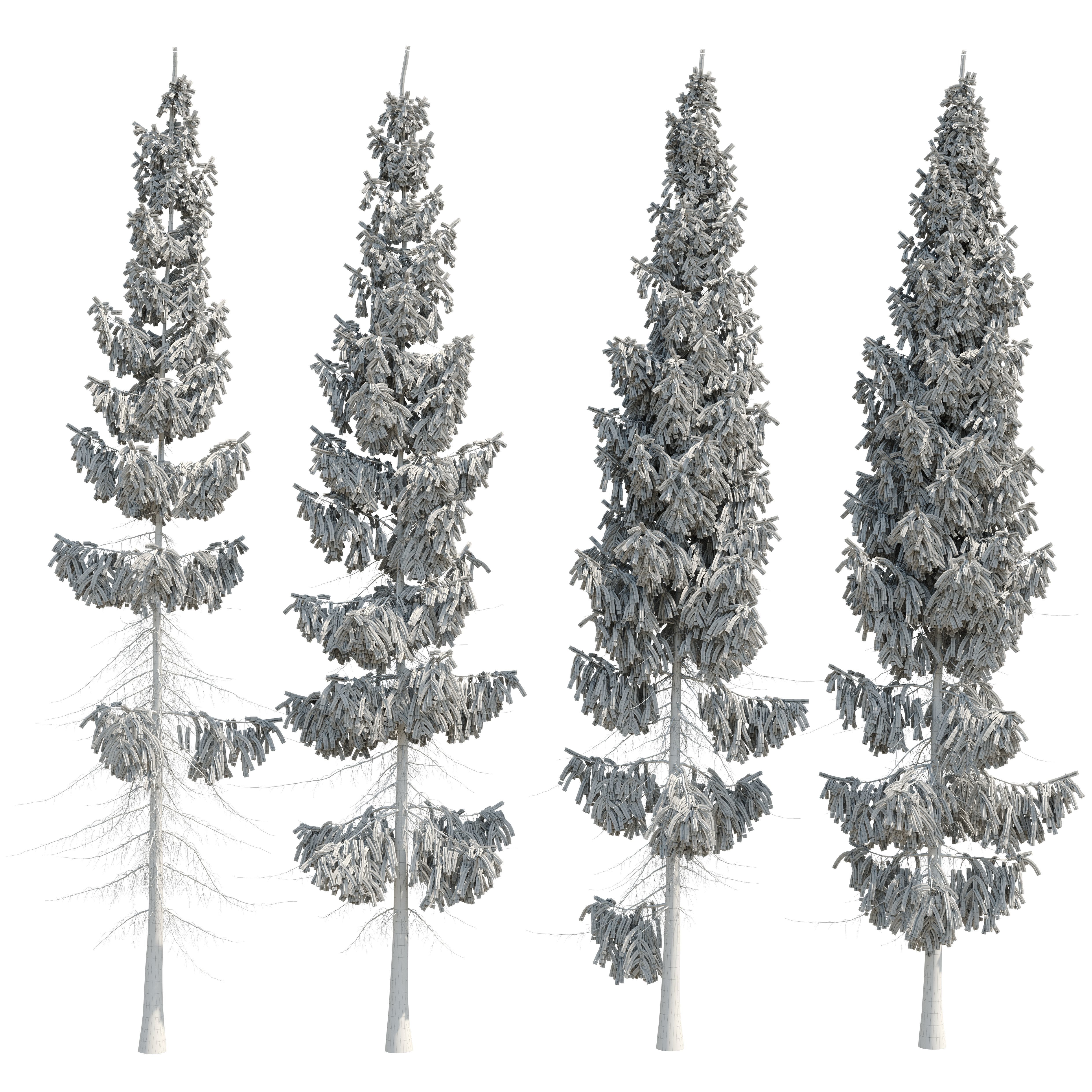 Spruce 8m 3D model_16