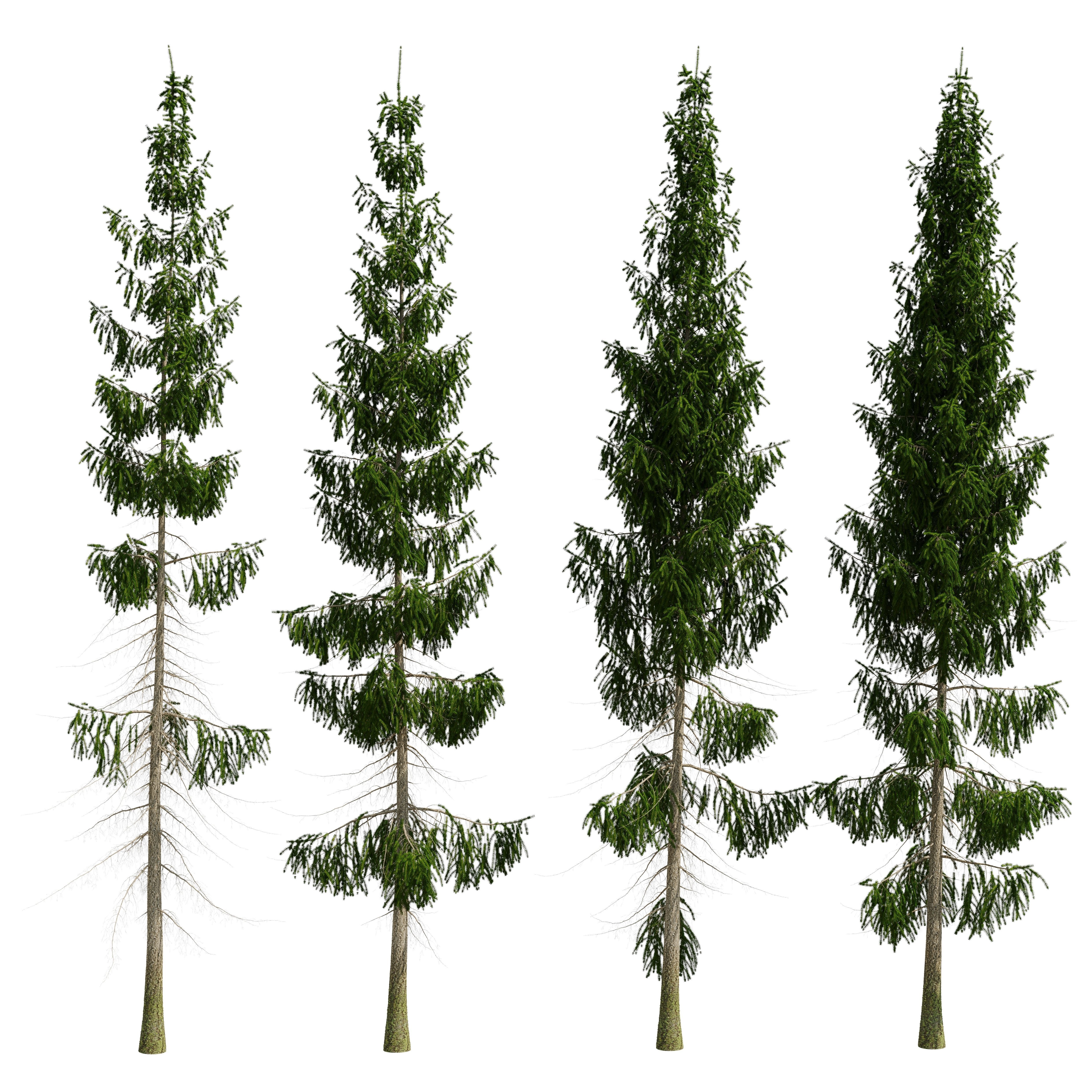 Spruce 8m 3D model_17