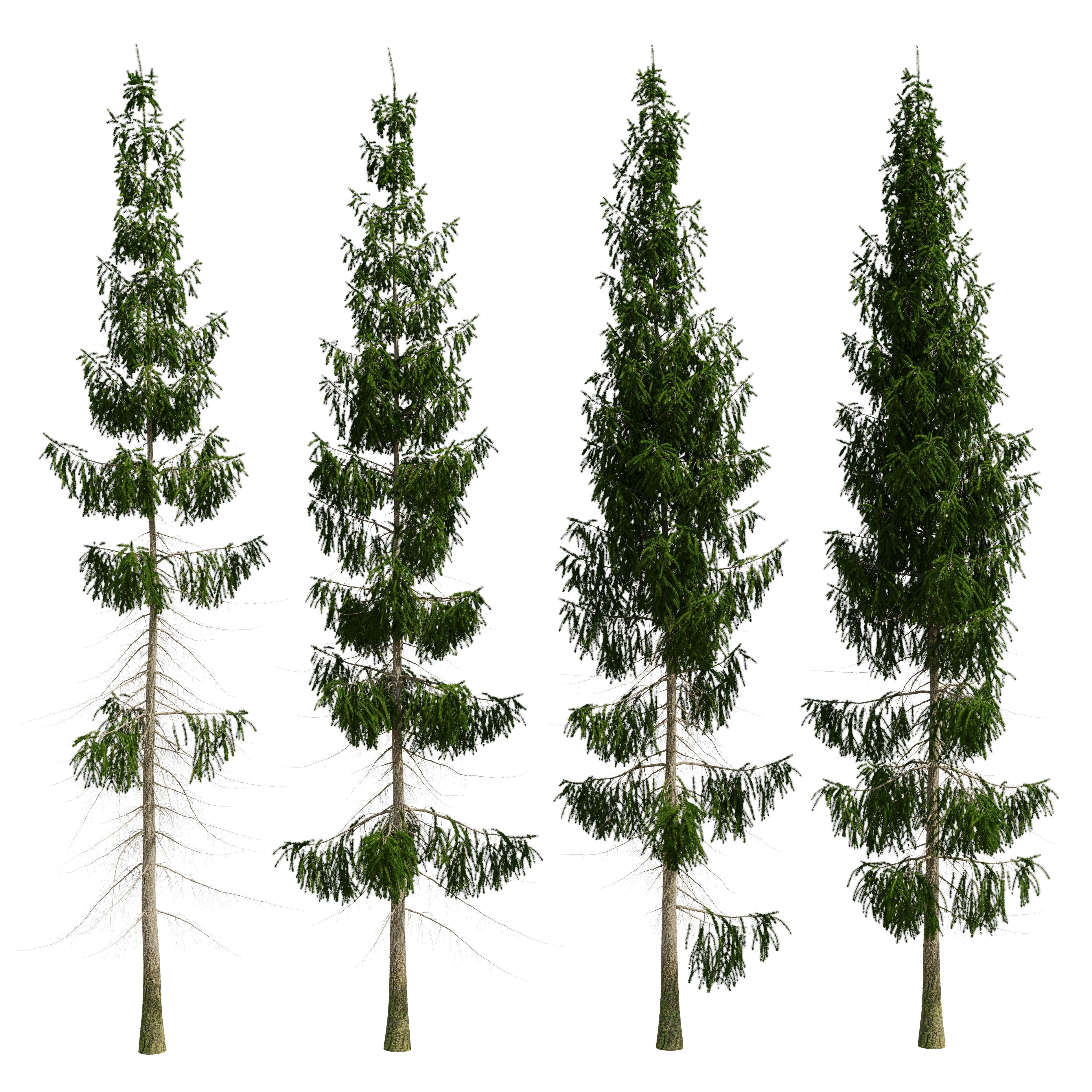 Spruce 8m 3D model_21