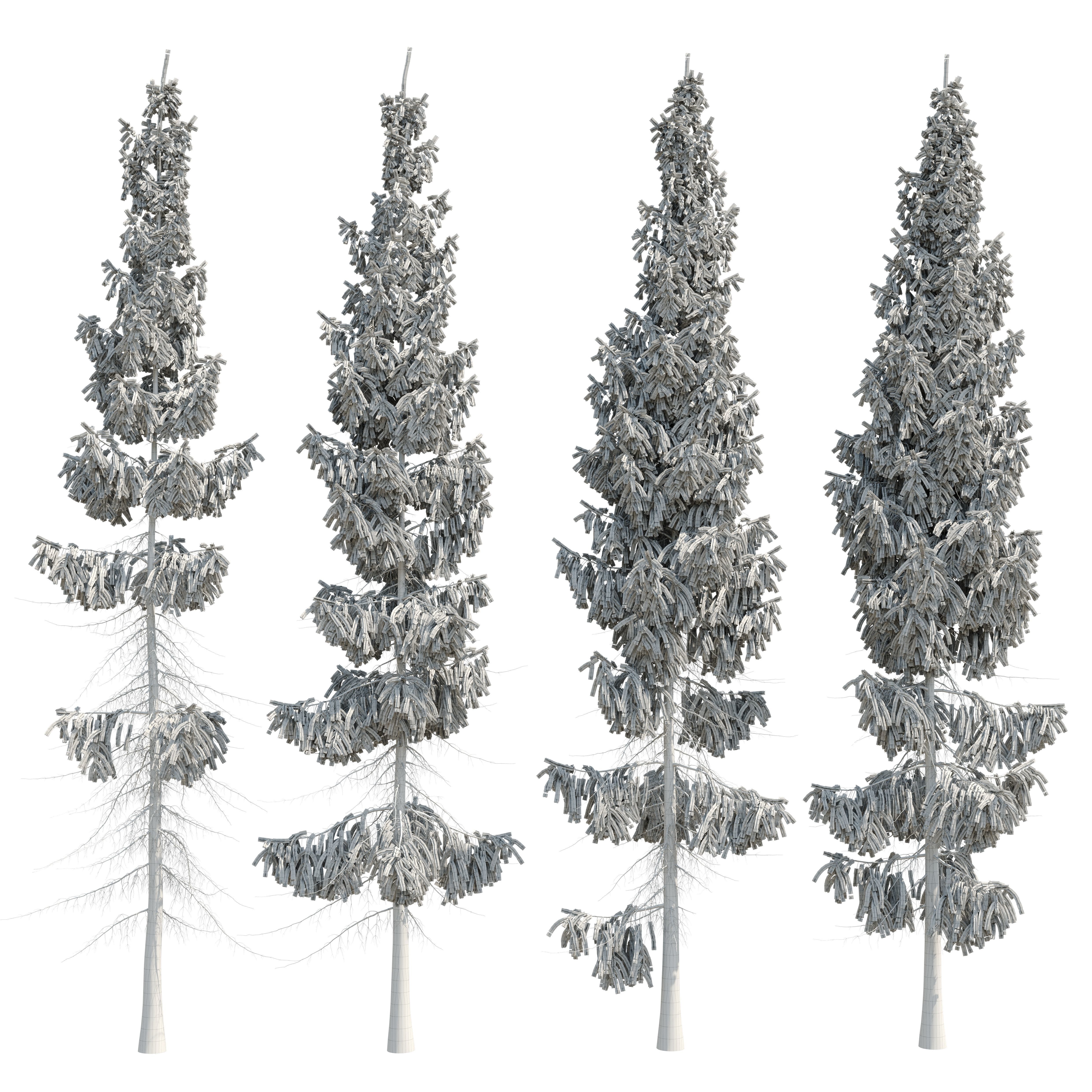 Spruce 8m 3D model_10