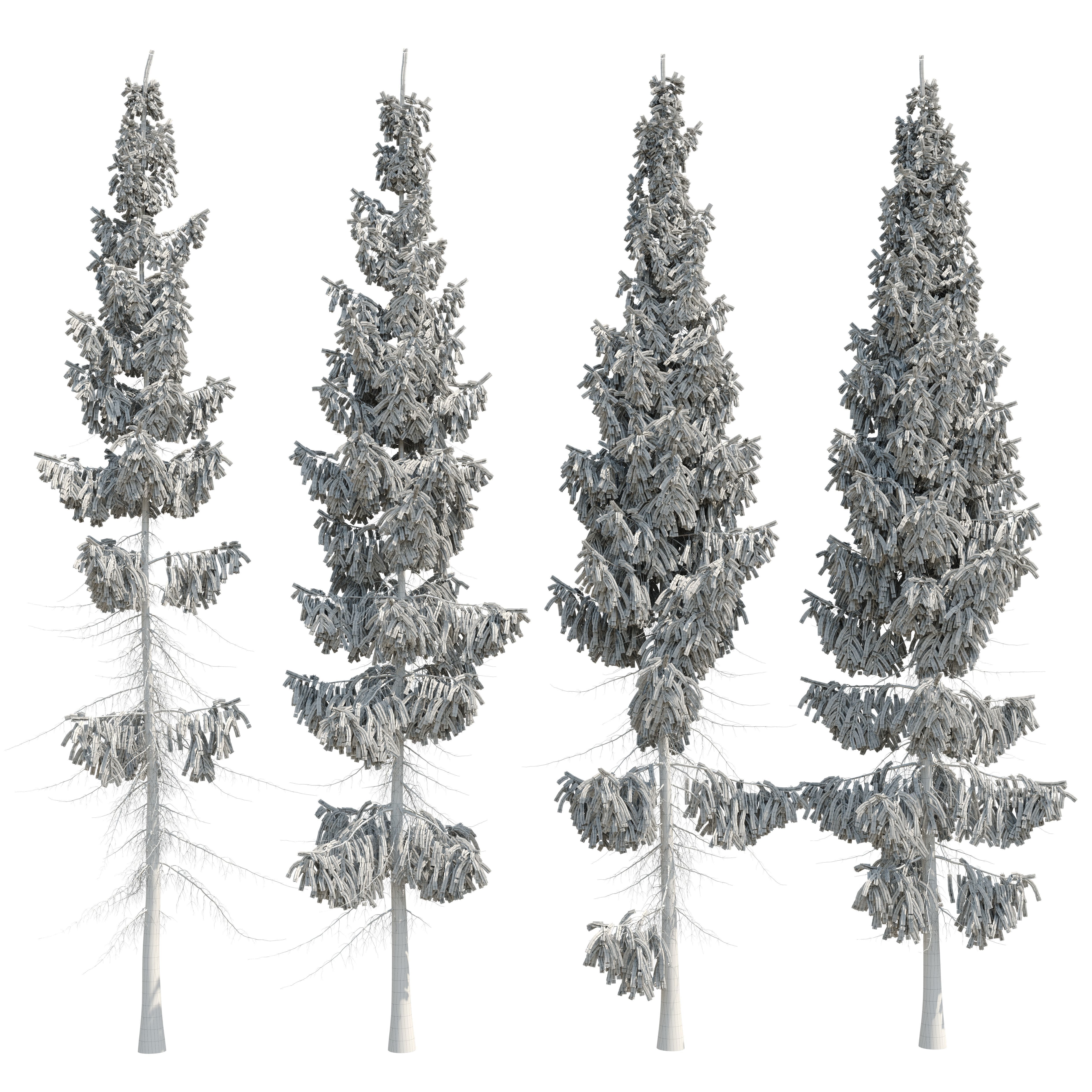 Spruce 8m 3D model_12