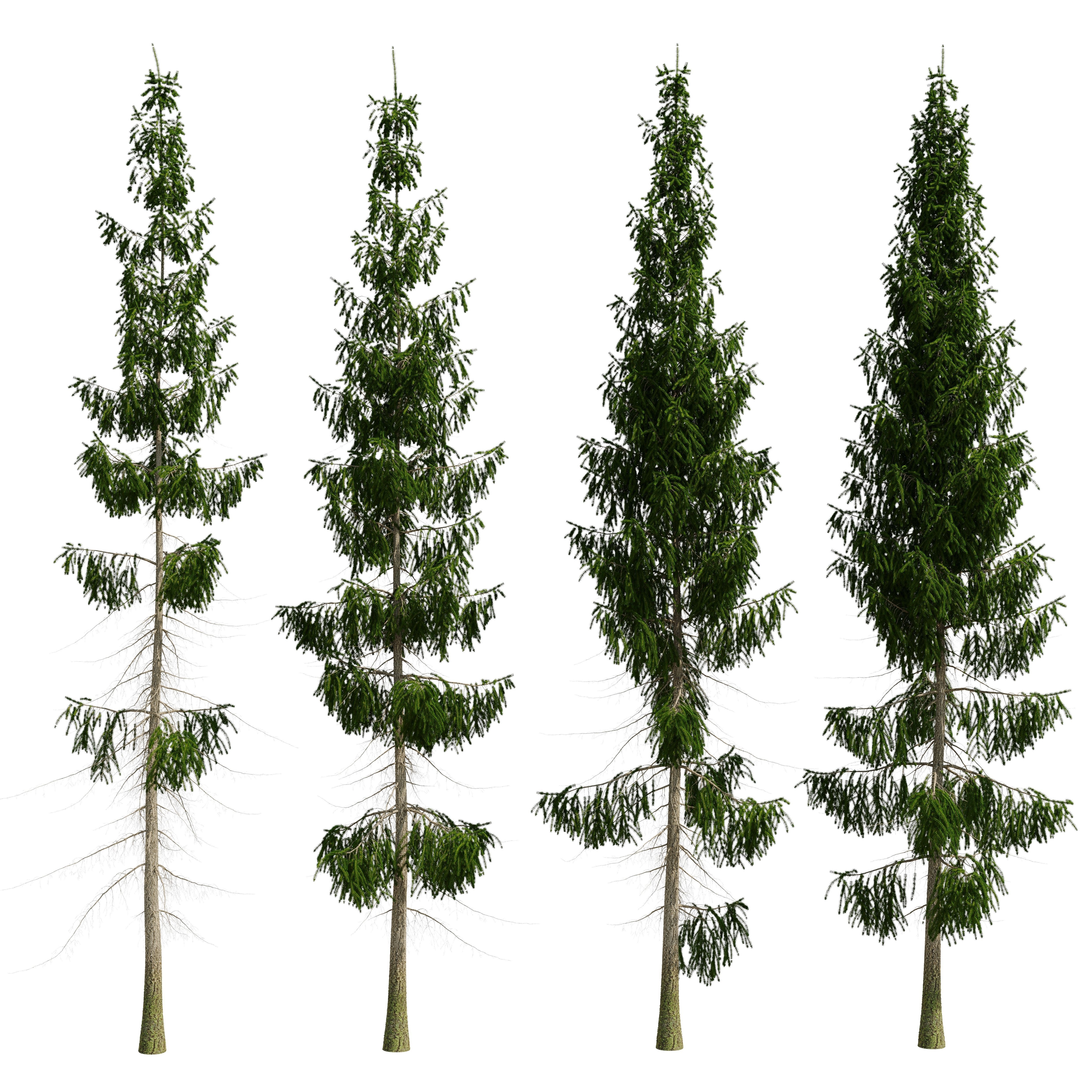 Spruce 8m 3D model_13