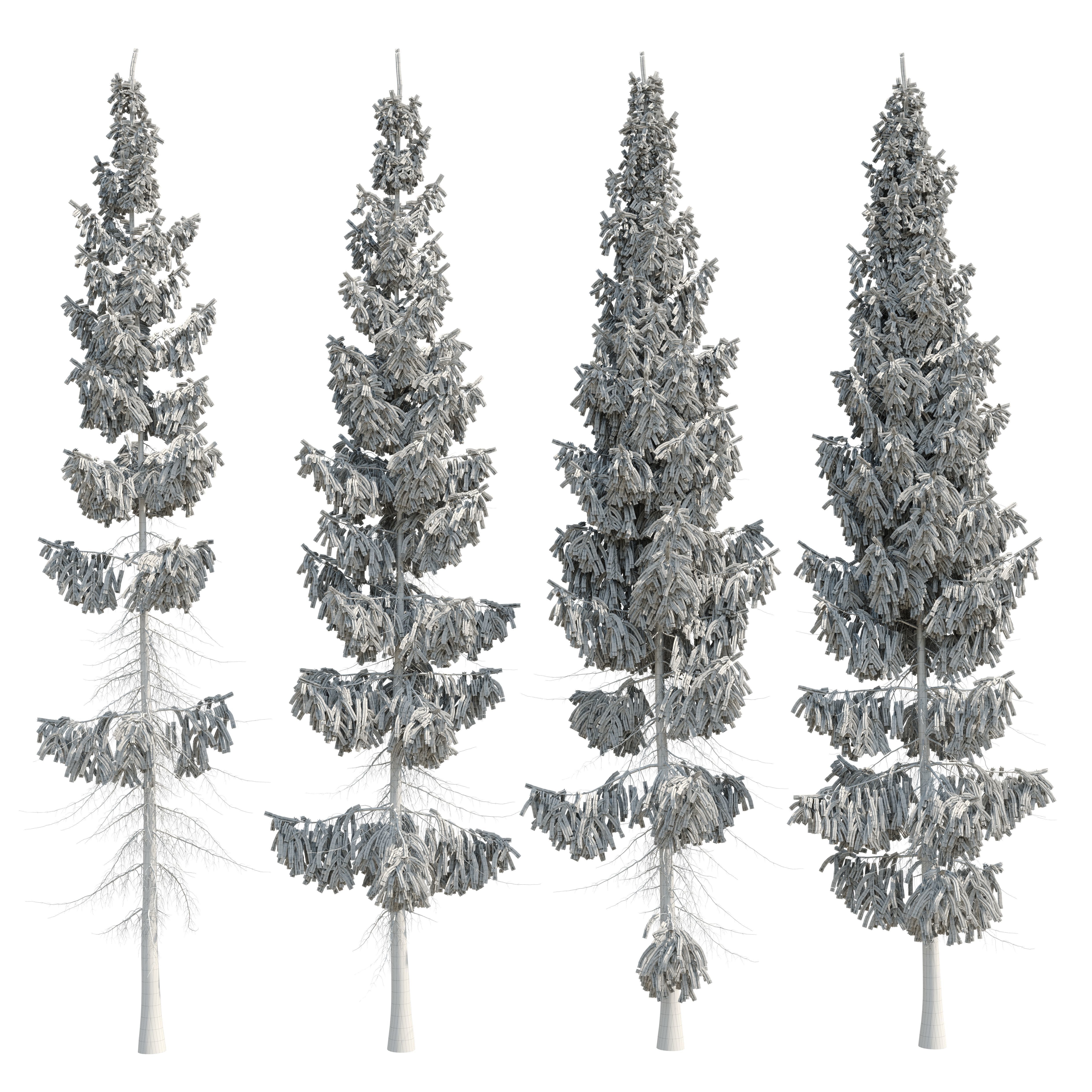 Spruce 8m 3D model_8