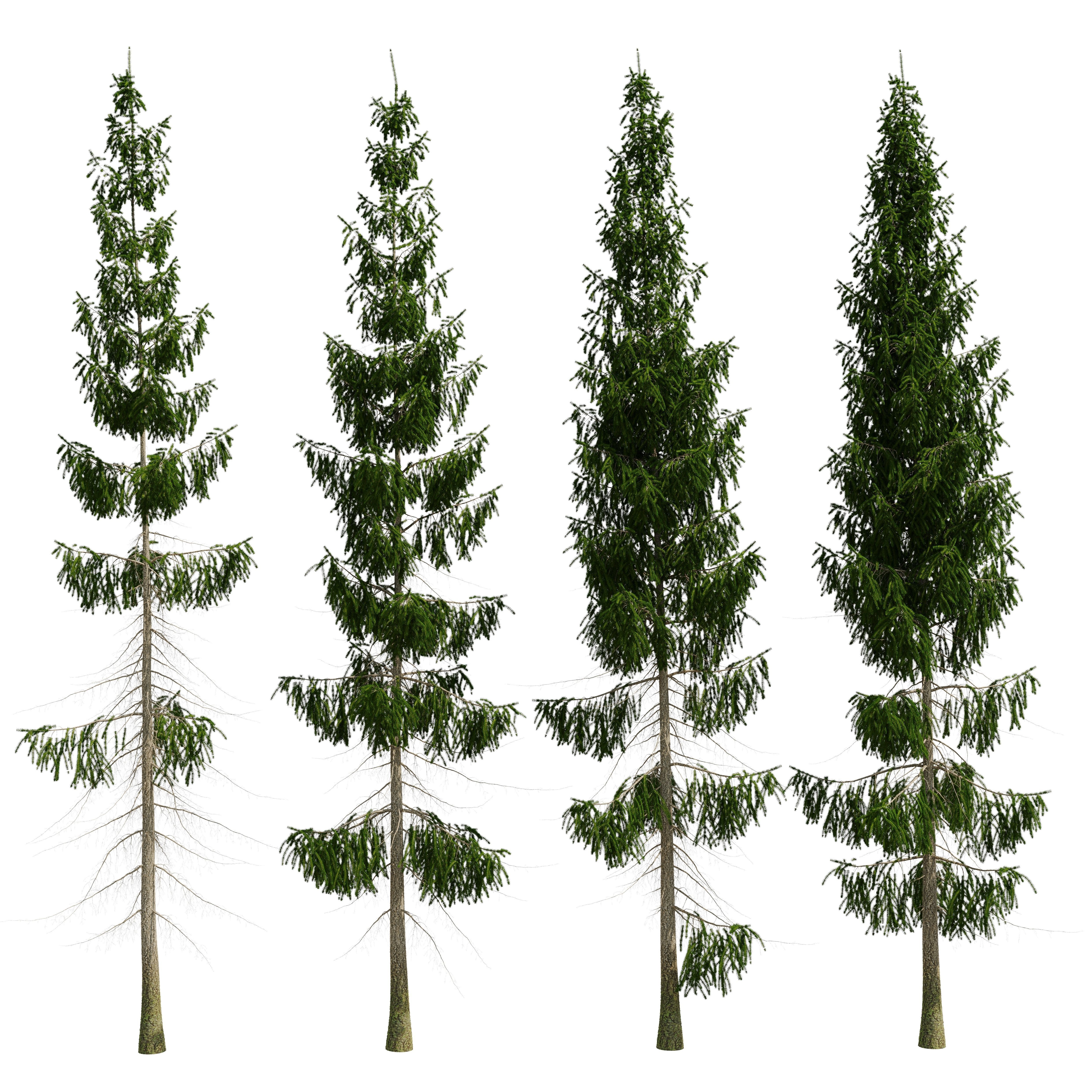 Spruce 8m 3D model_11